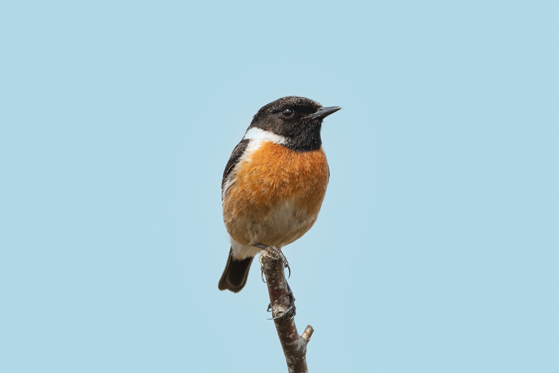 Stonechat - Thursley