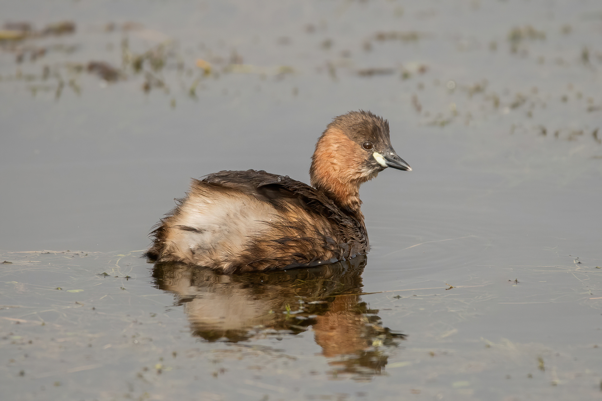 Little Grebe - Sandwich Bay