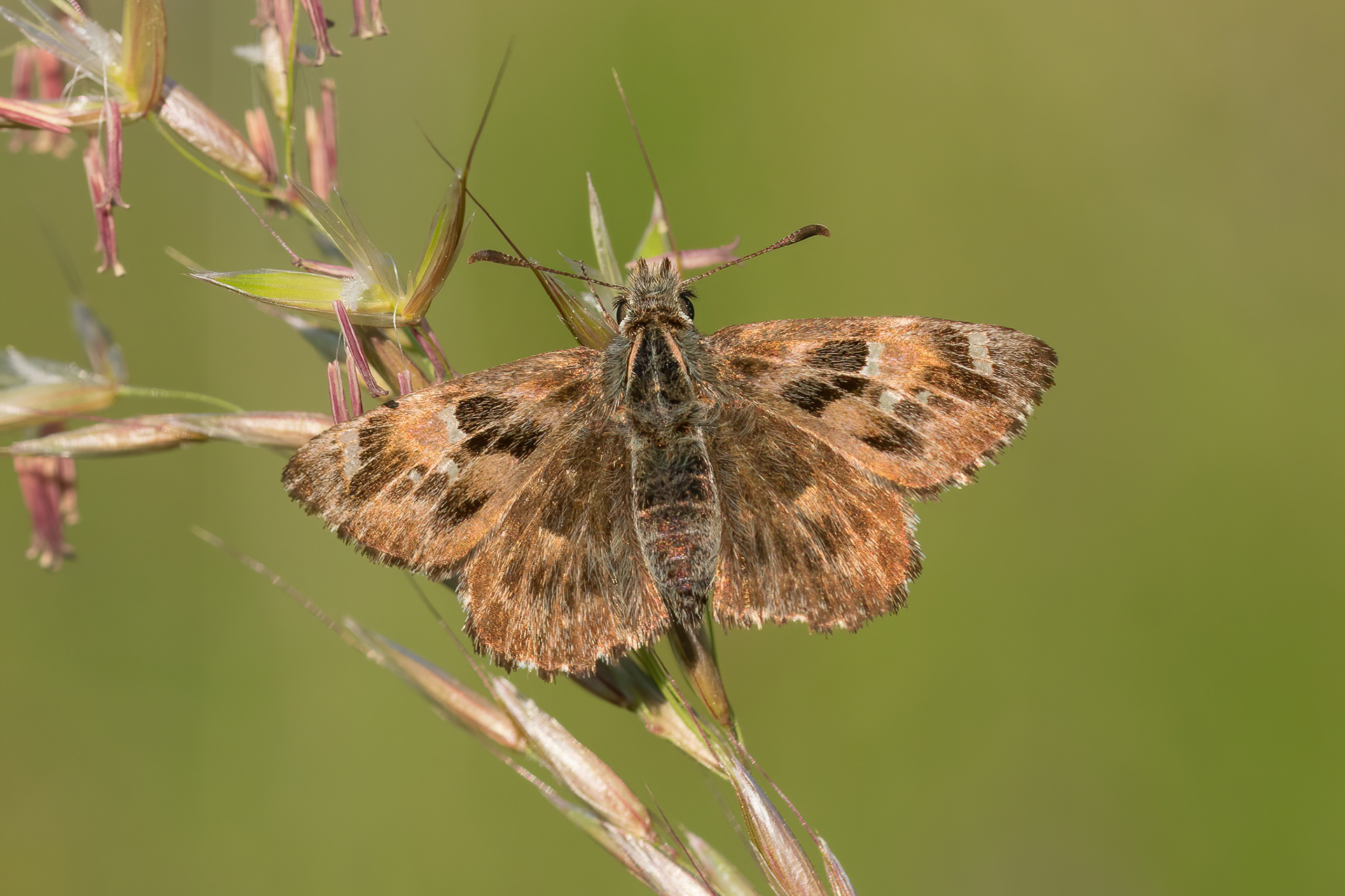 Mallow Skipper - France