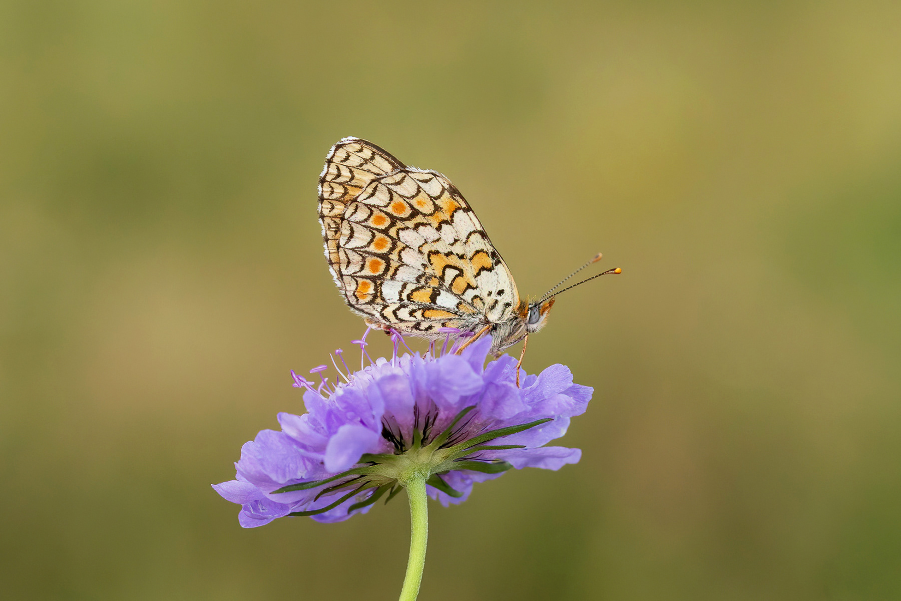 Knapweed Fritillary - France
