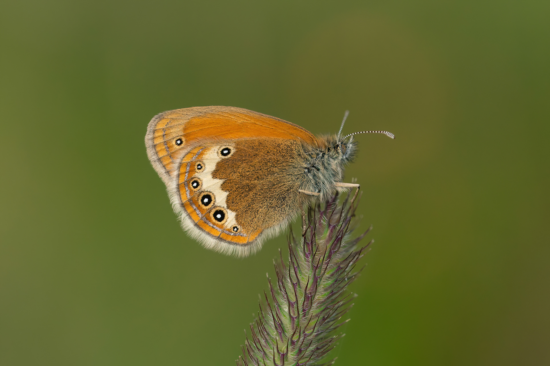 Darwin's Heath - Switzerland