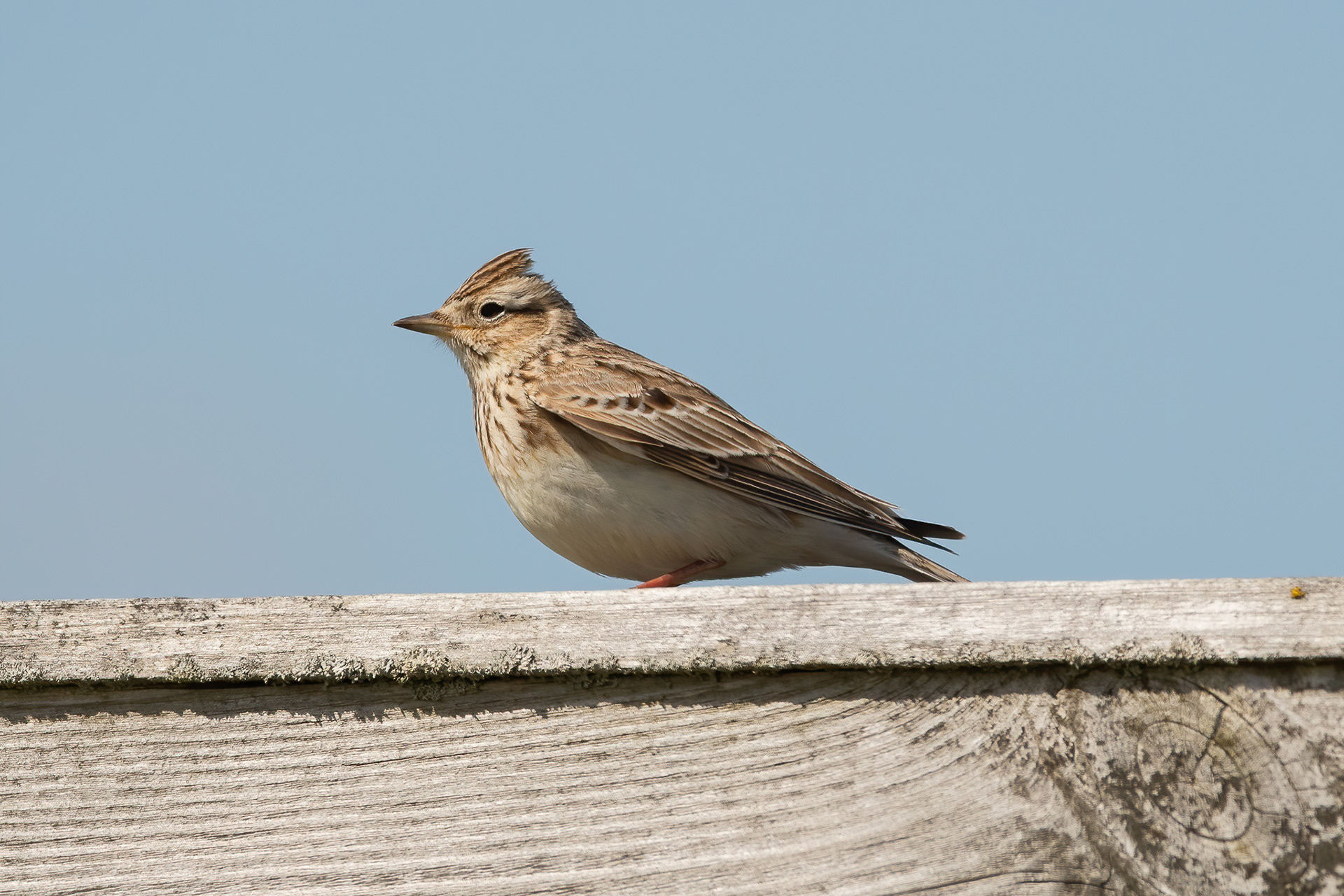 Skylark - Rye Harbour