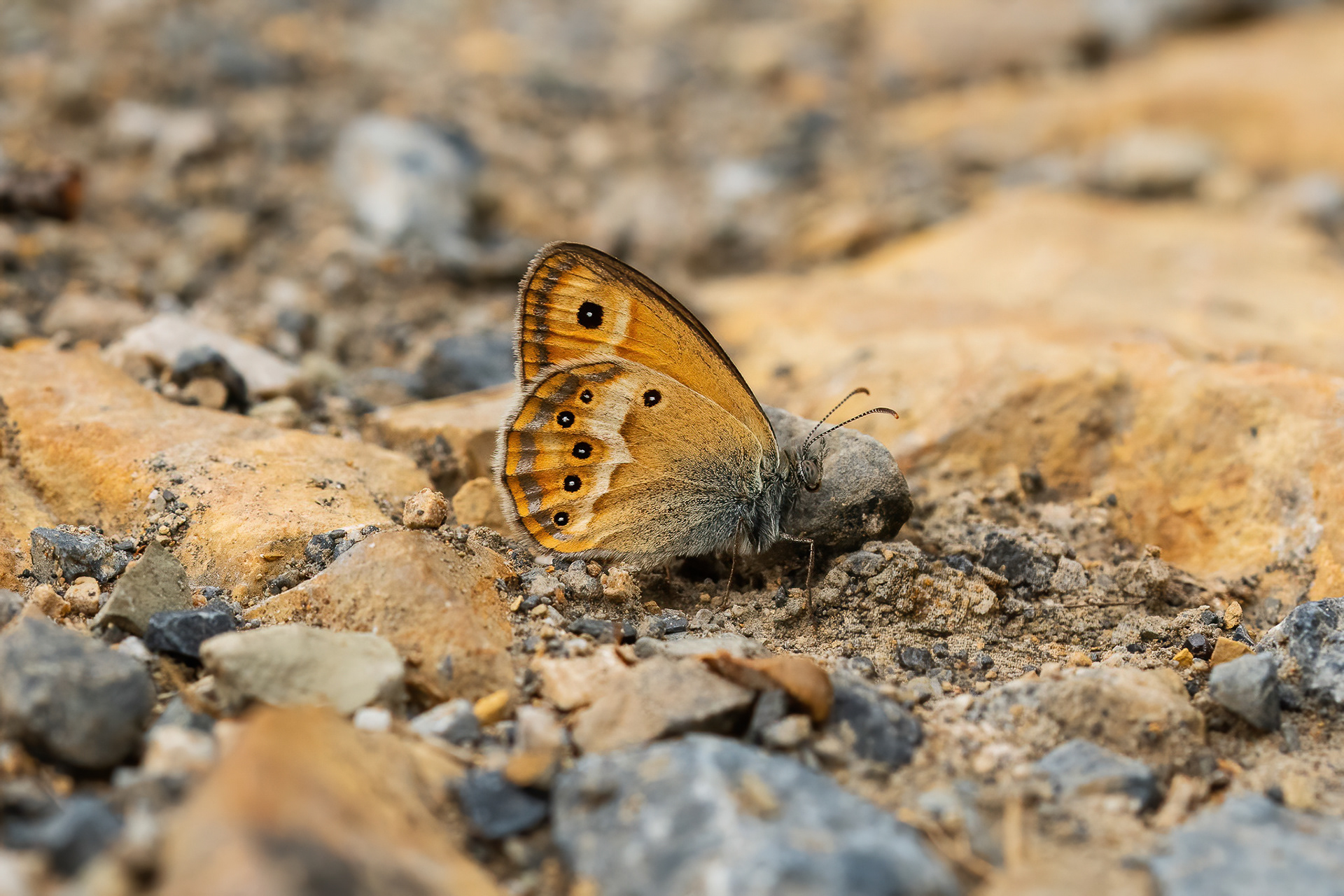 Dusky Heath - France