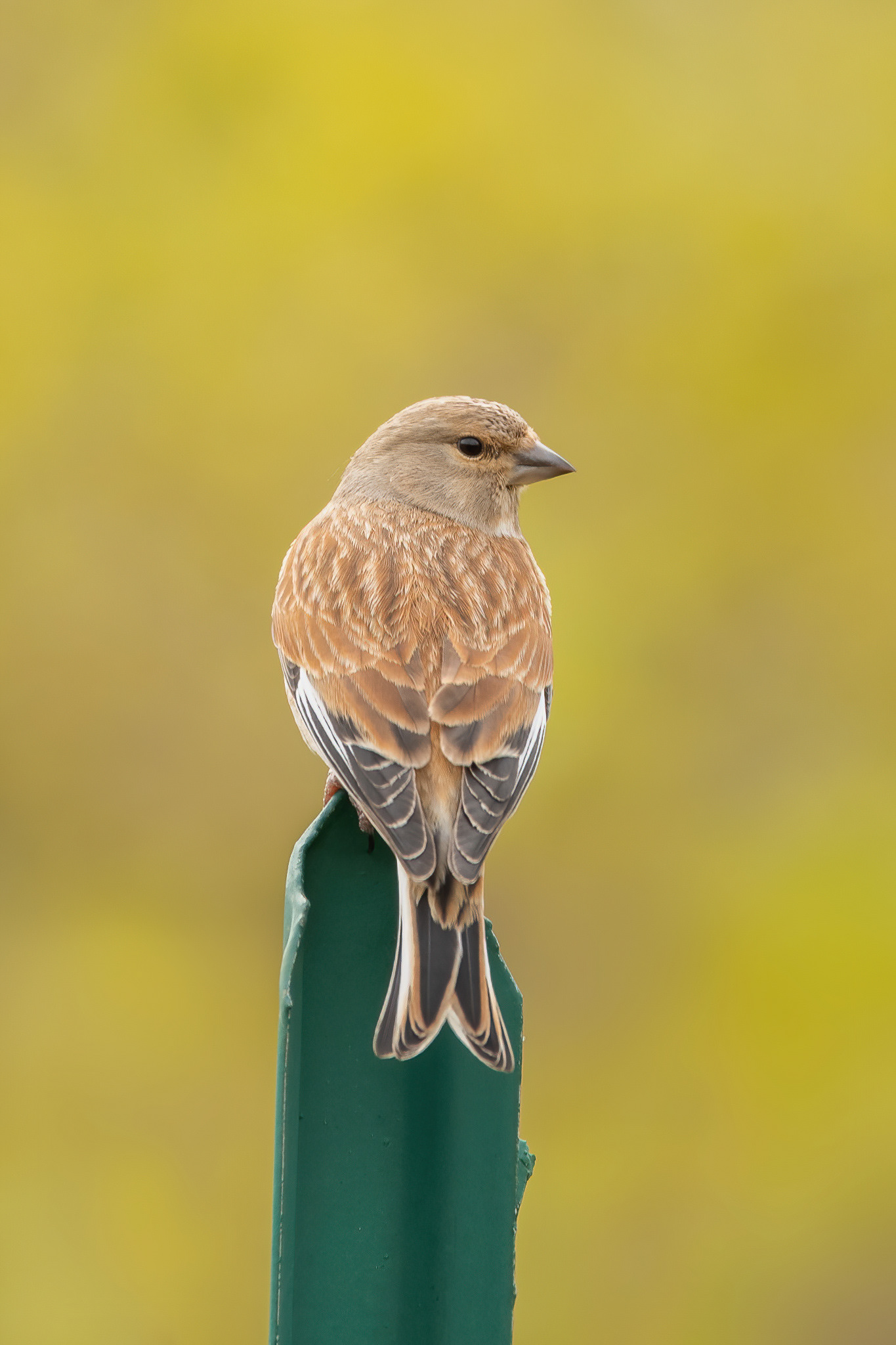 Linnet - Crossness