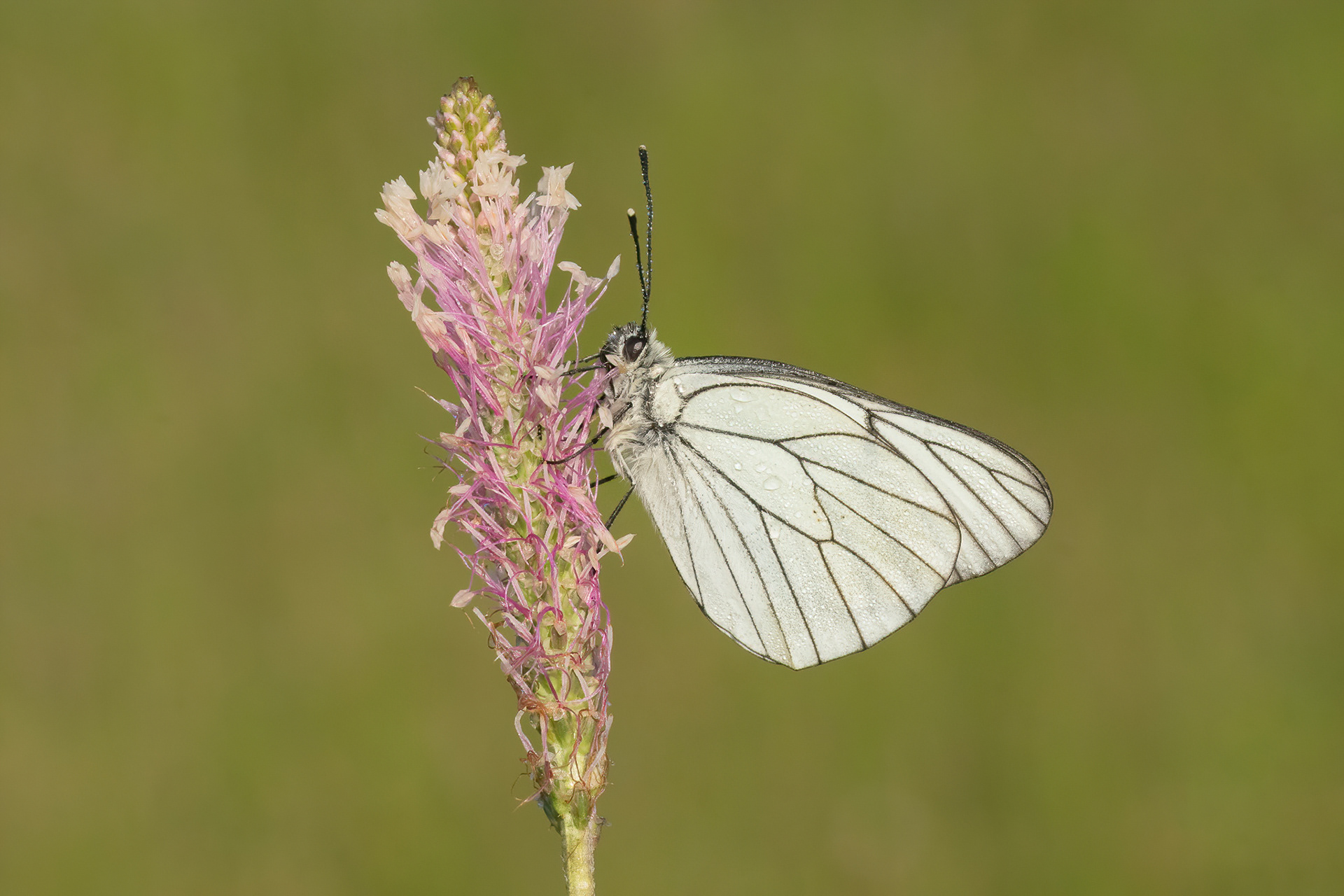 Black-veined White - Italy