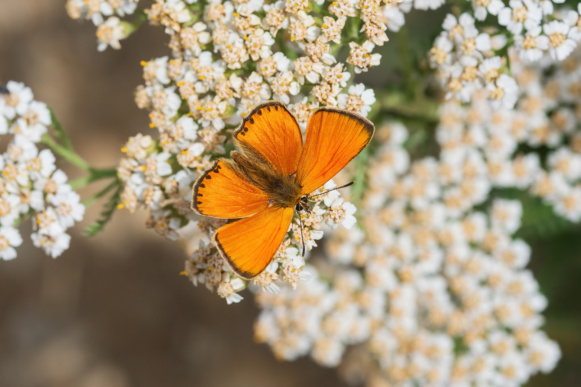 Scarce Copper - France