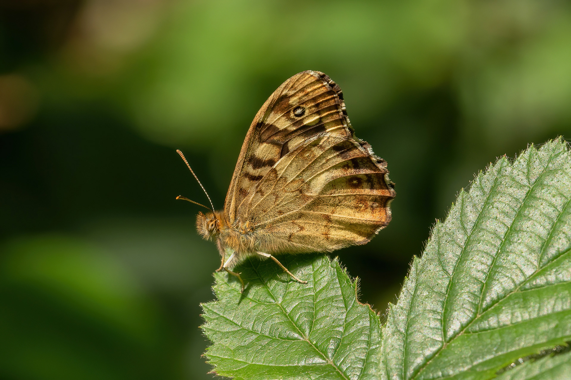 Speckled Wood - Queendown Warren