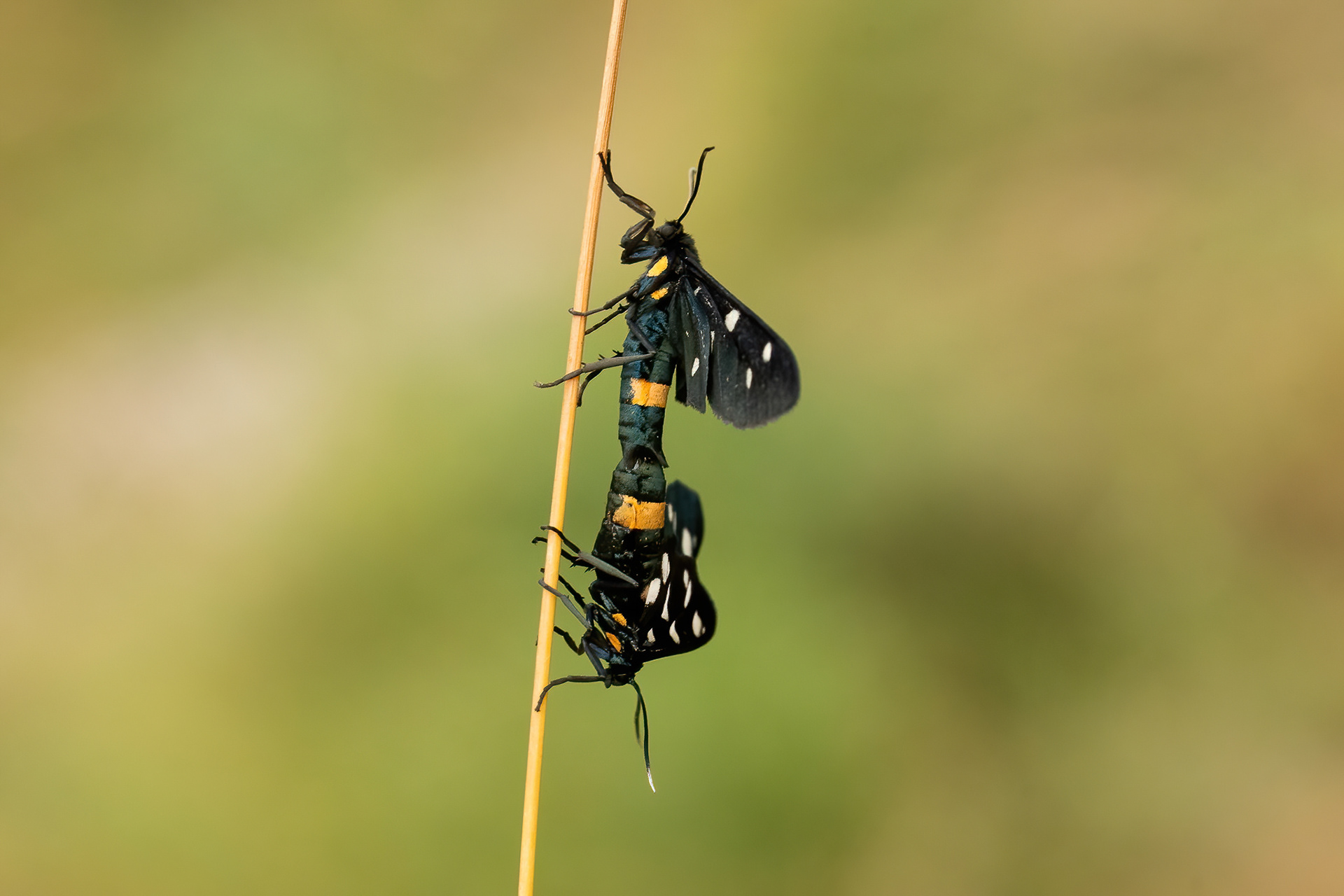 Nine Spotted Moth - Italy