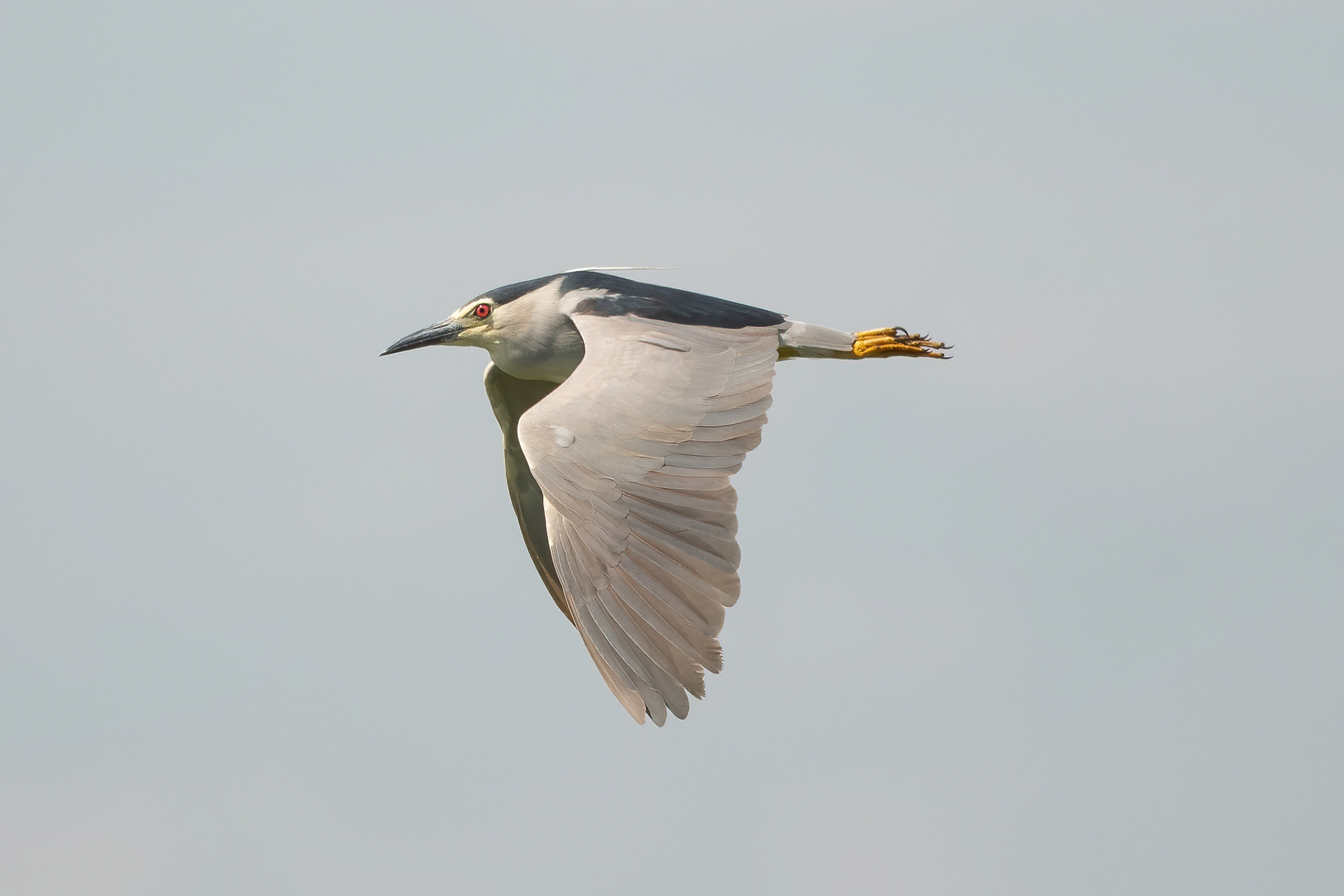 Black-crowned Night Heron - Camargue, France