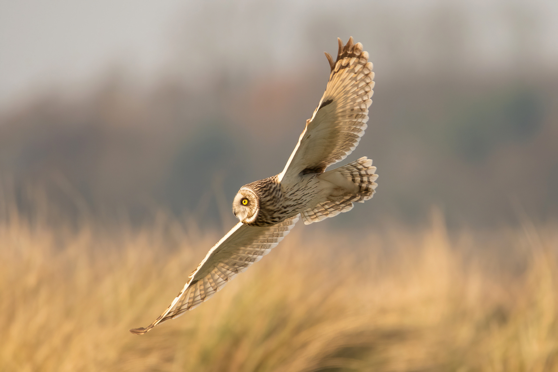 Short-eared Owl - Sandwich Bay