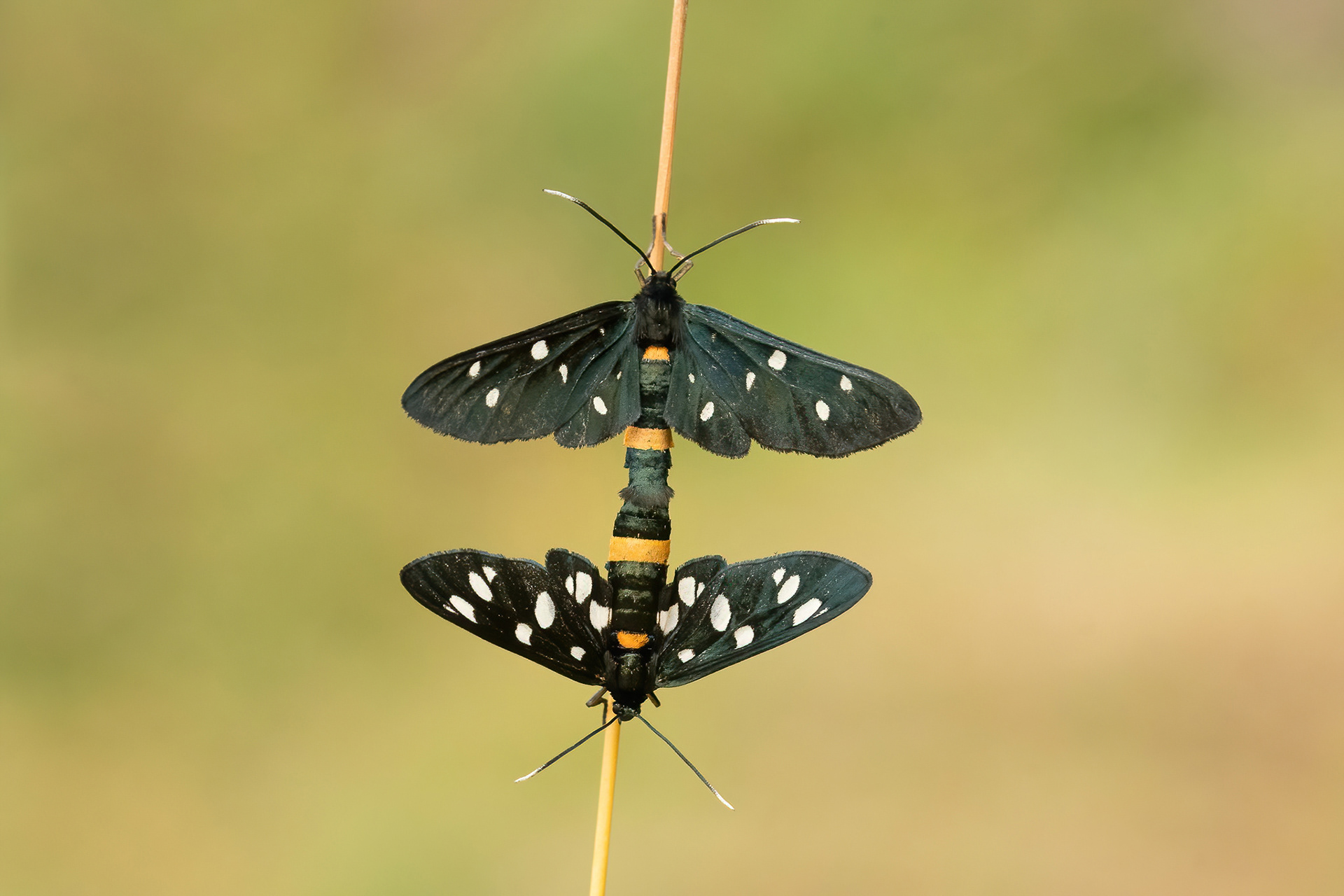 Nine Spotted Moth - Italy