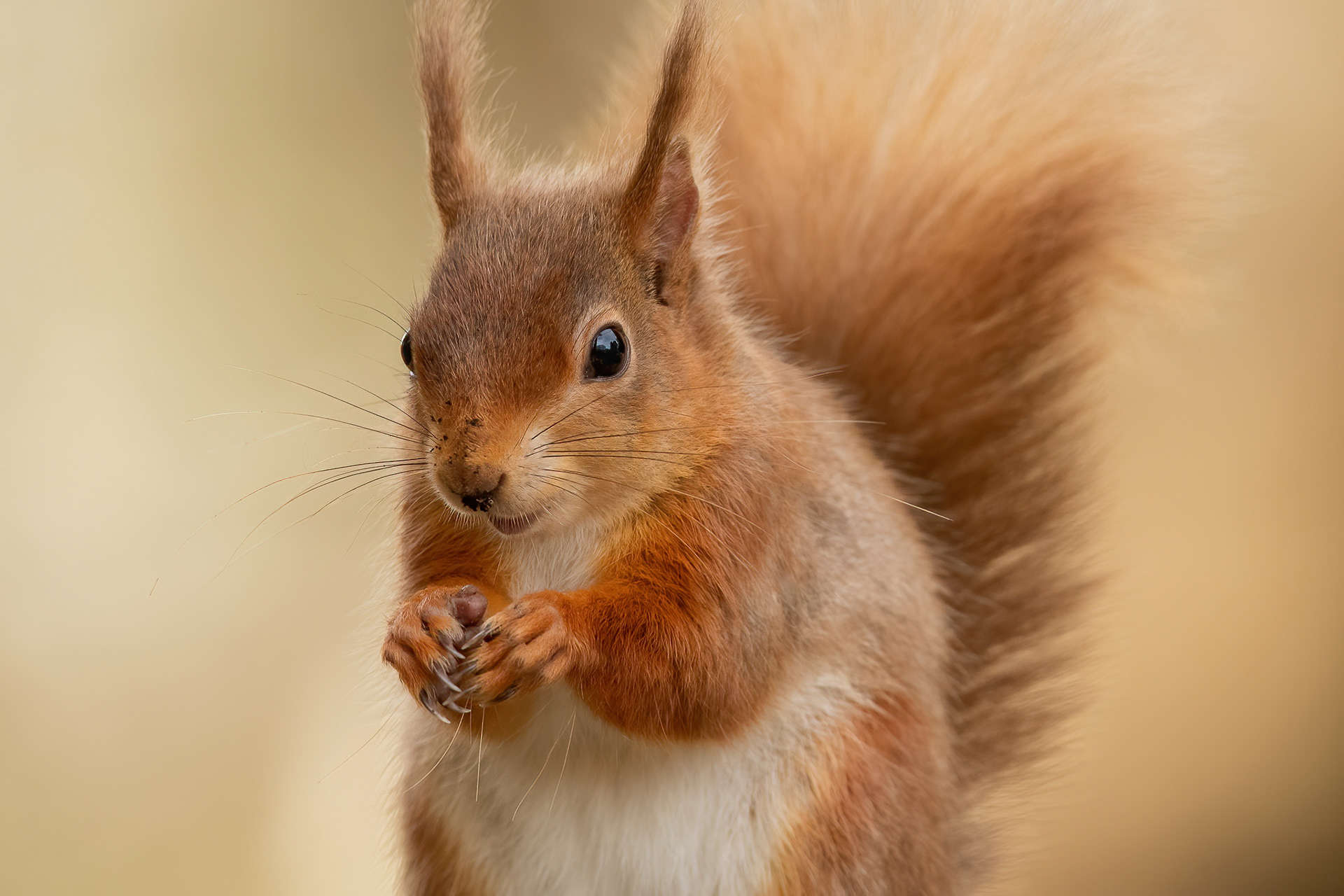 Red Squirrel - Brownsea Island