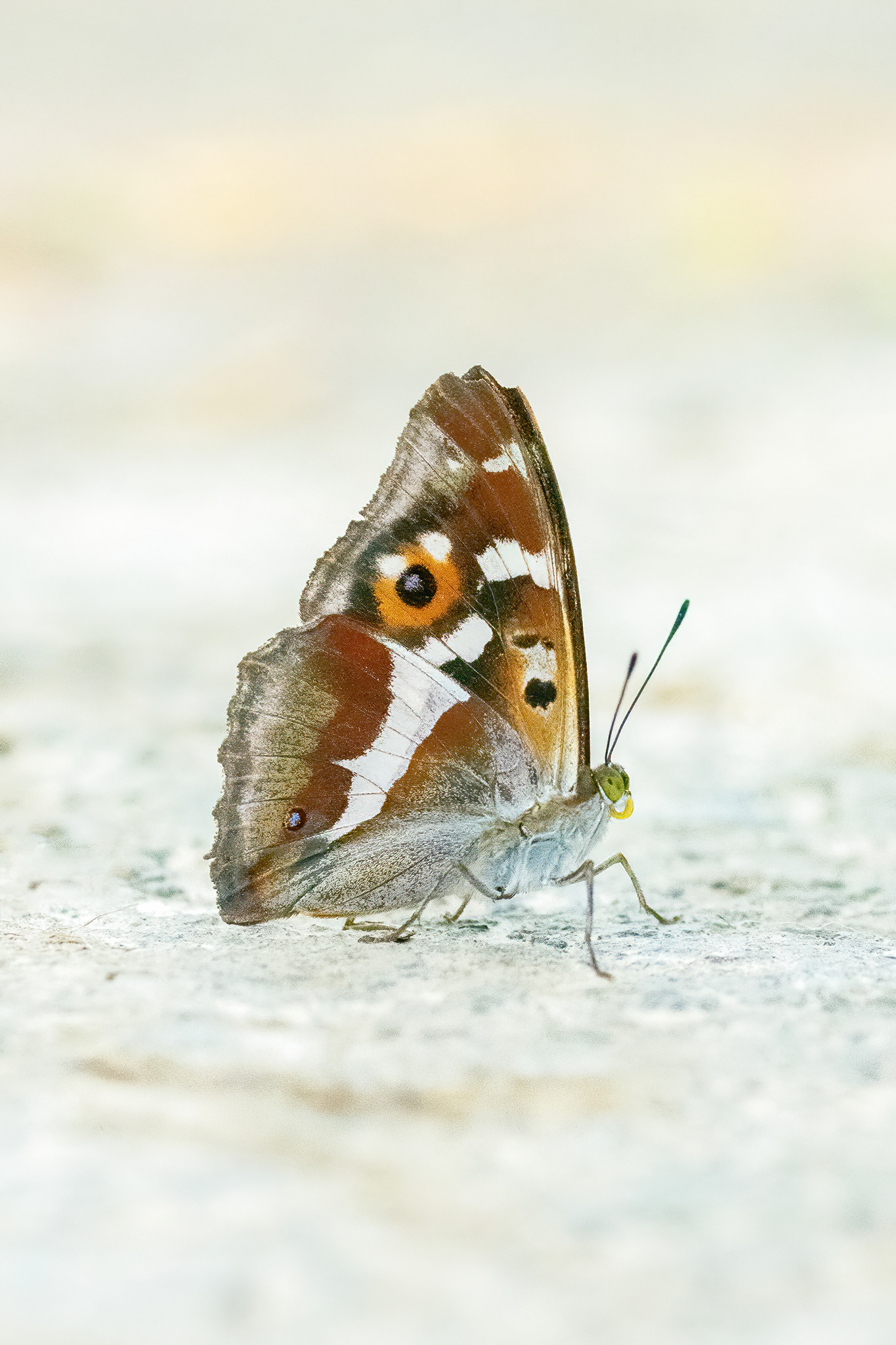 Purple Emperor - Marden