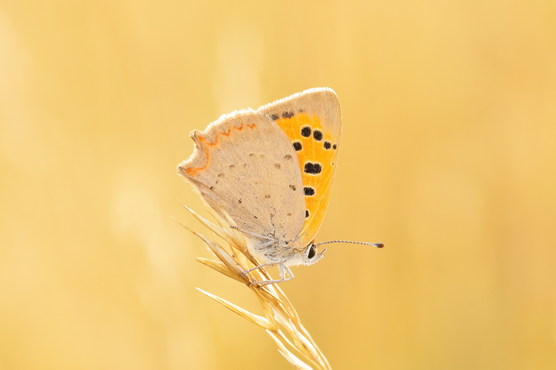 Small Copper - Bredhurst