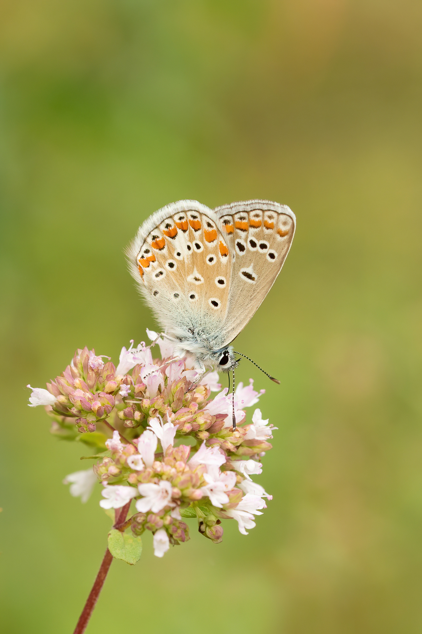 Chapman's Blue - Italy