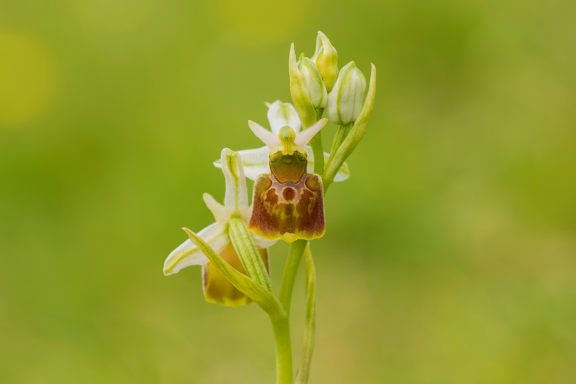 Late Spider Orchid - Folkestone