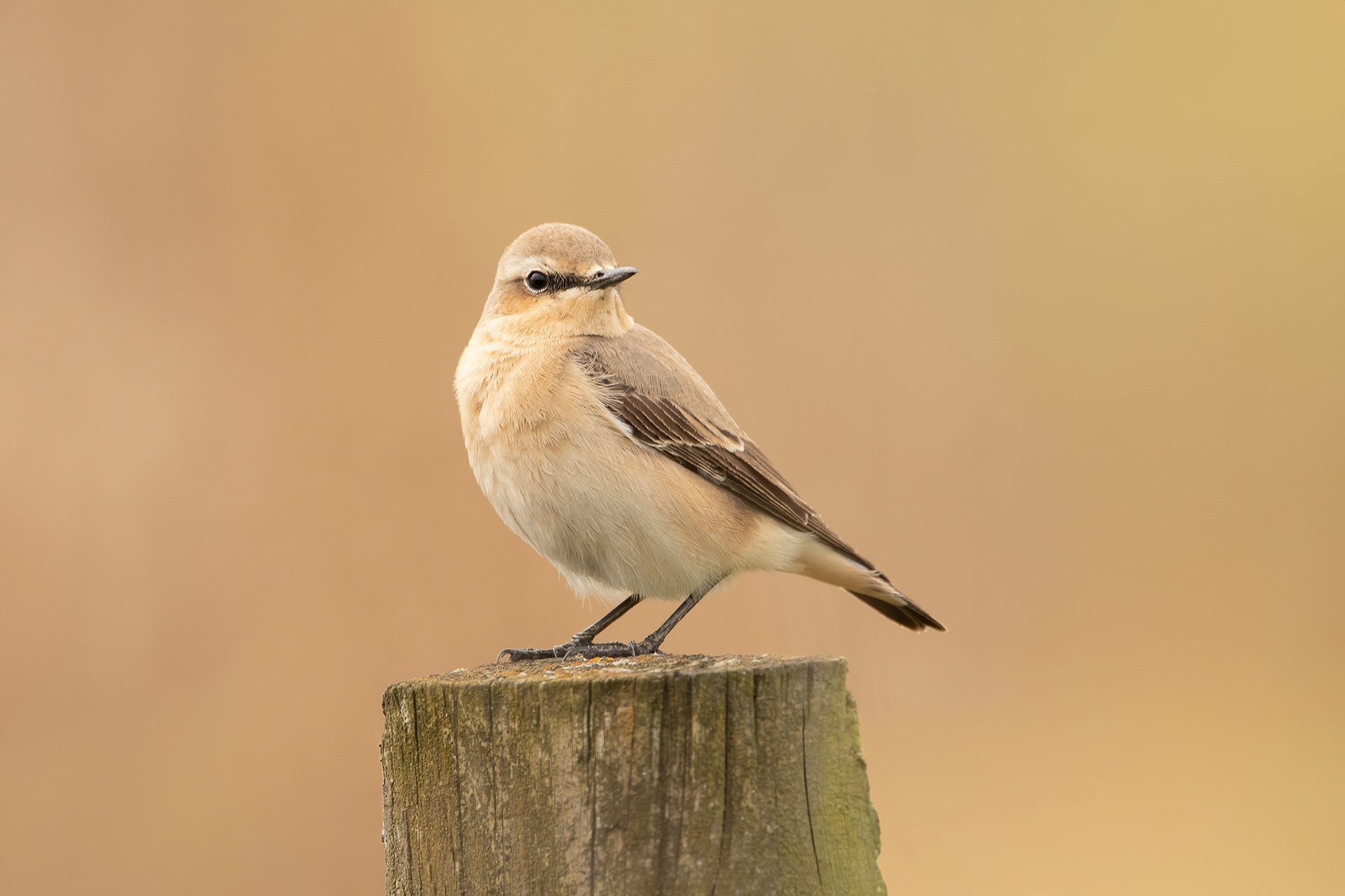 Wheatear - Crossness