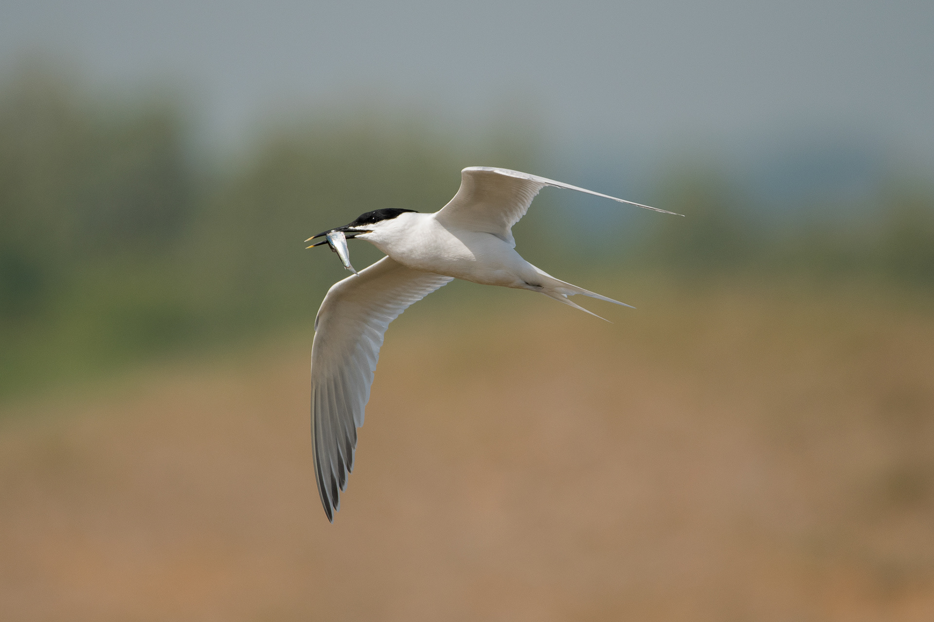 Sandwich Tern - Rye Harbour