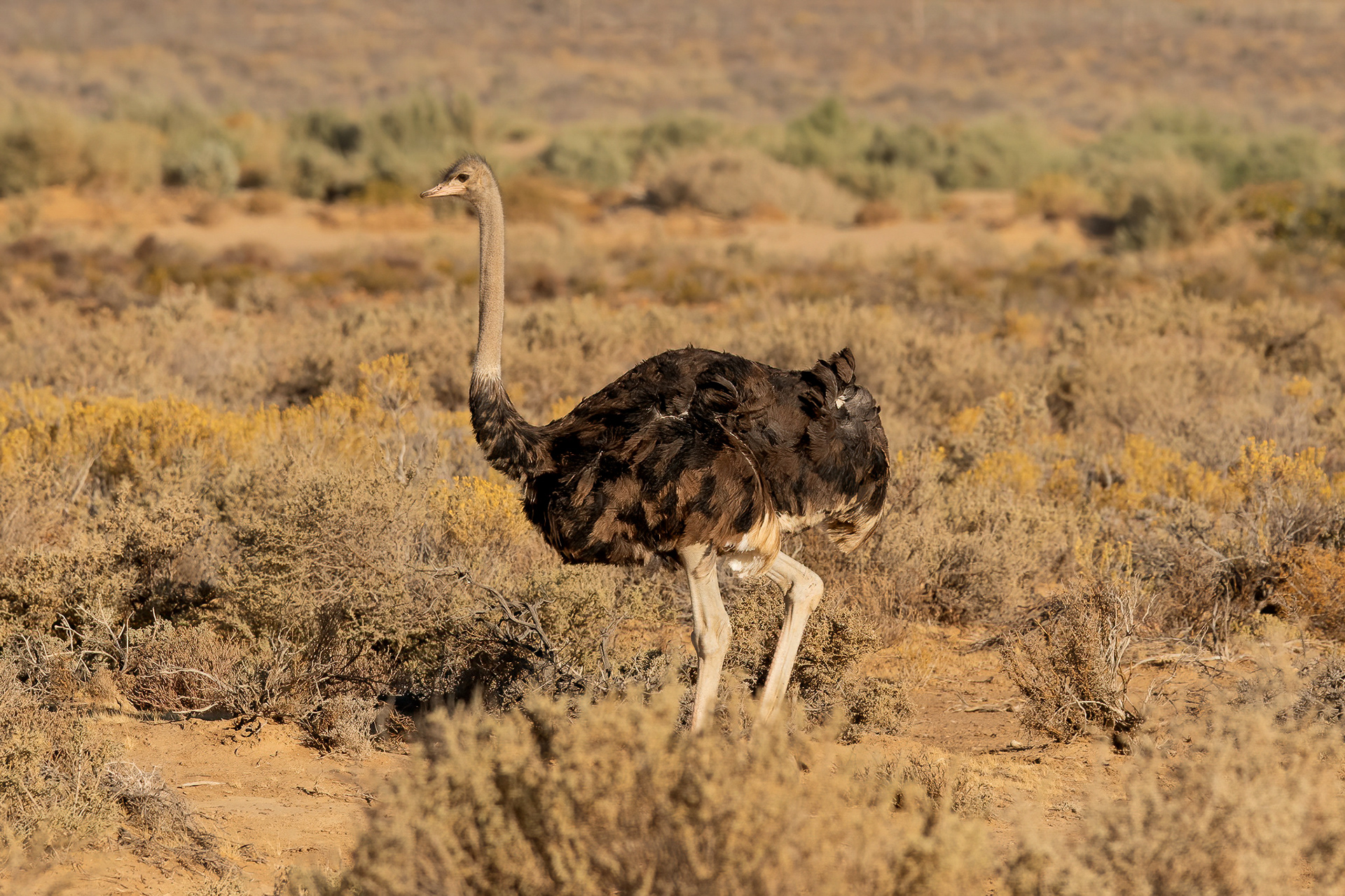 Ostrich - Inverdoorn