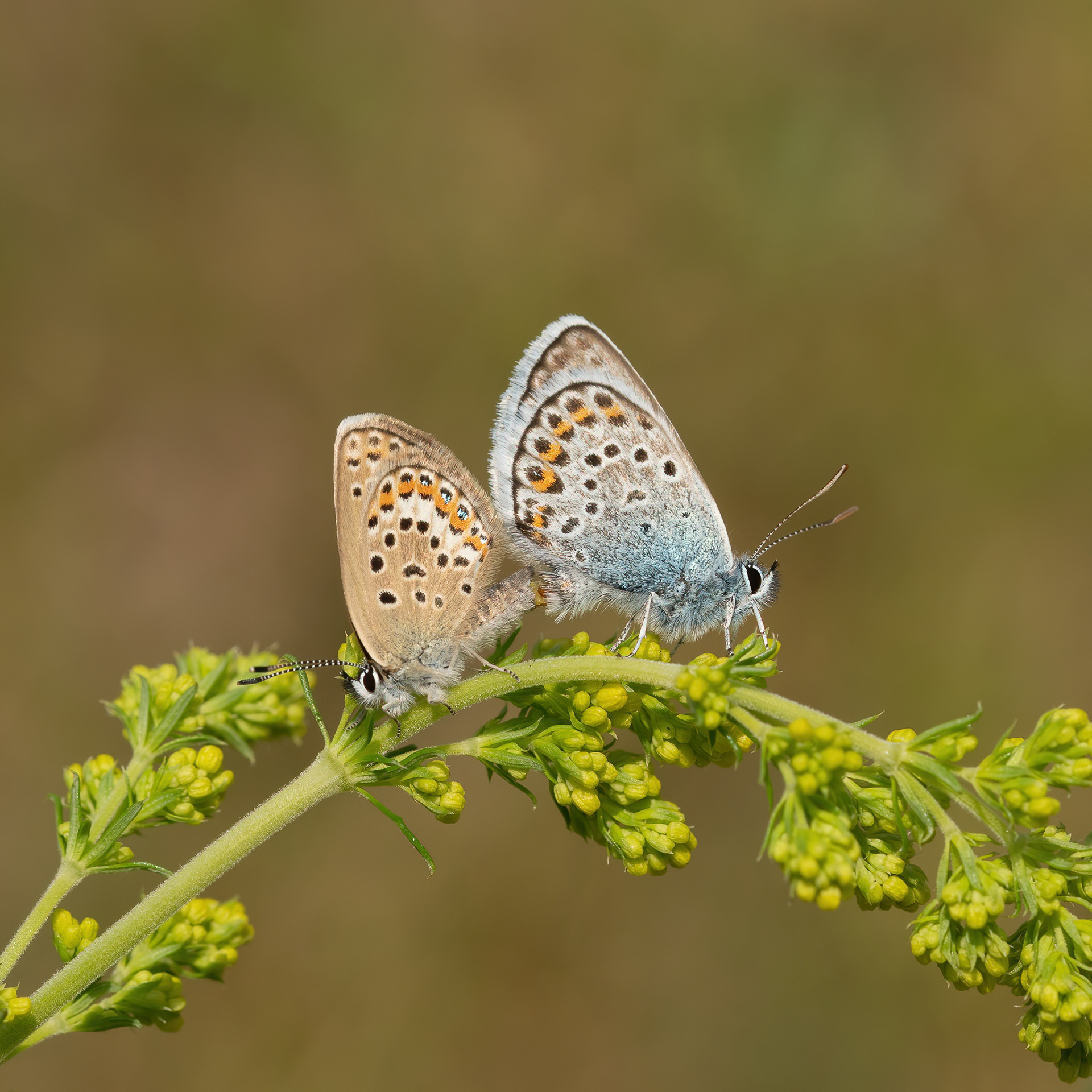 Silver-studded Blue - Italy