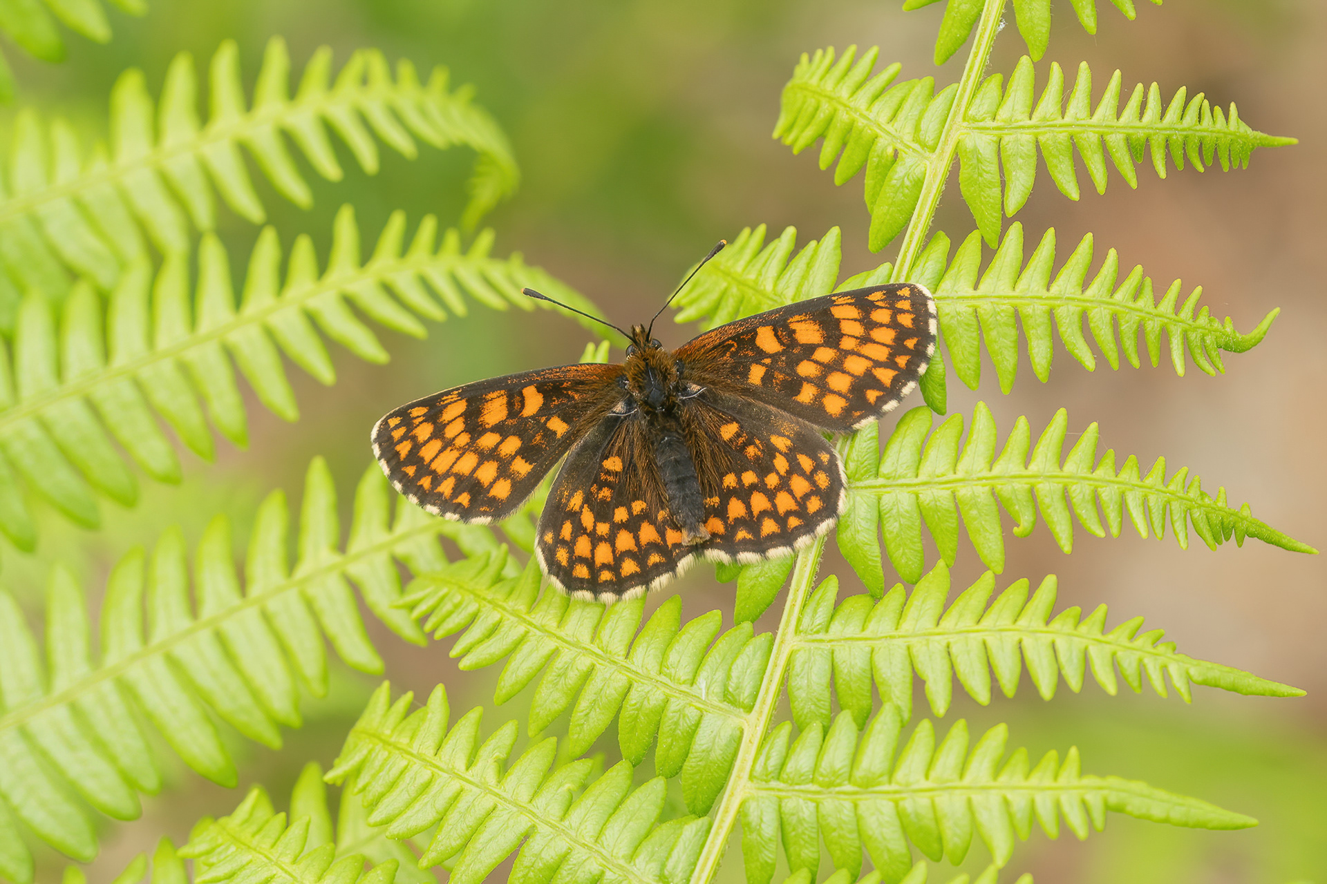 Heath Fritillary - West Blean Woods