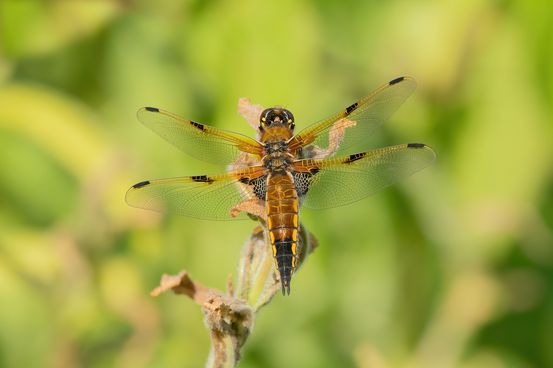 Four-spotted Chaser - New Hythe
