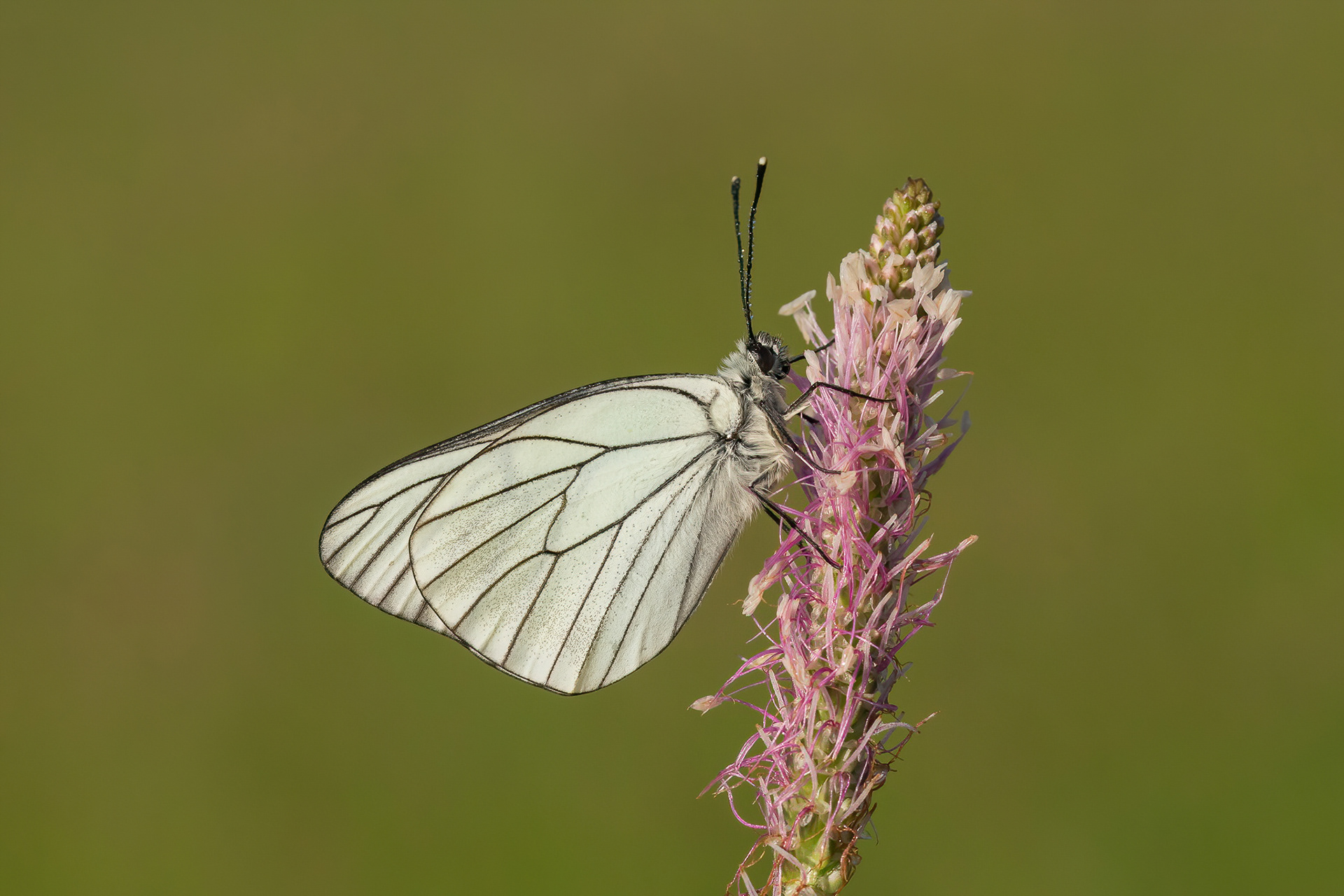 Black-veined White - Italy