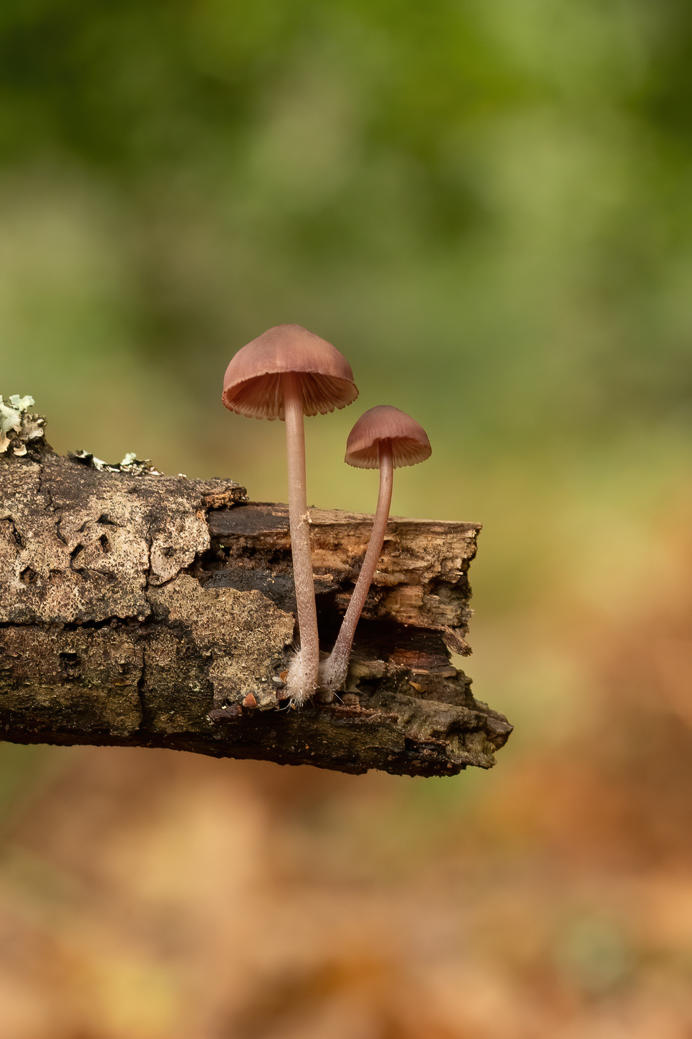 Burgundydrop Bonnet - New Forest