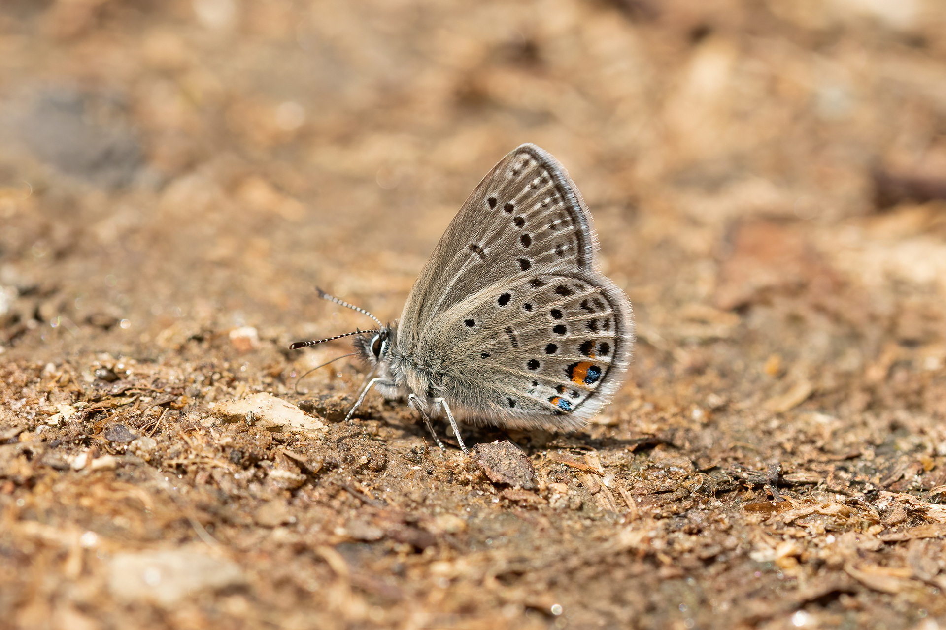 Cranberry Blue - Switzerland