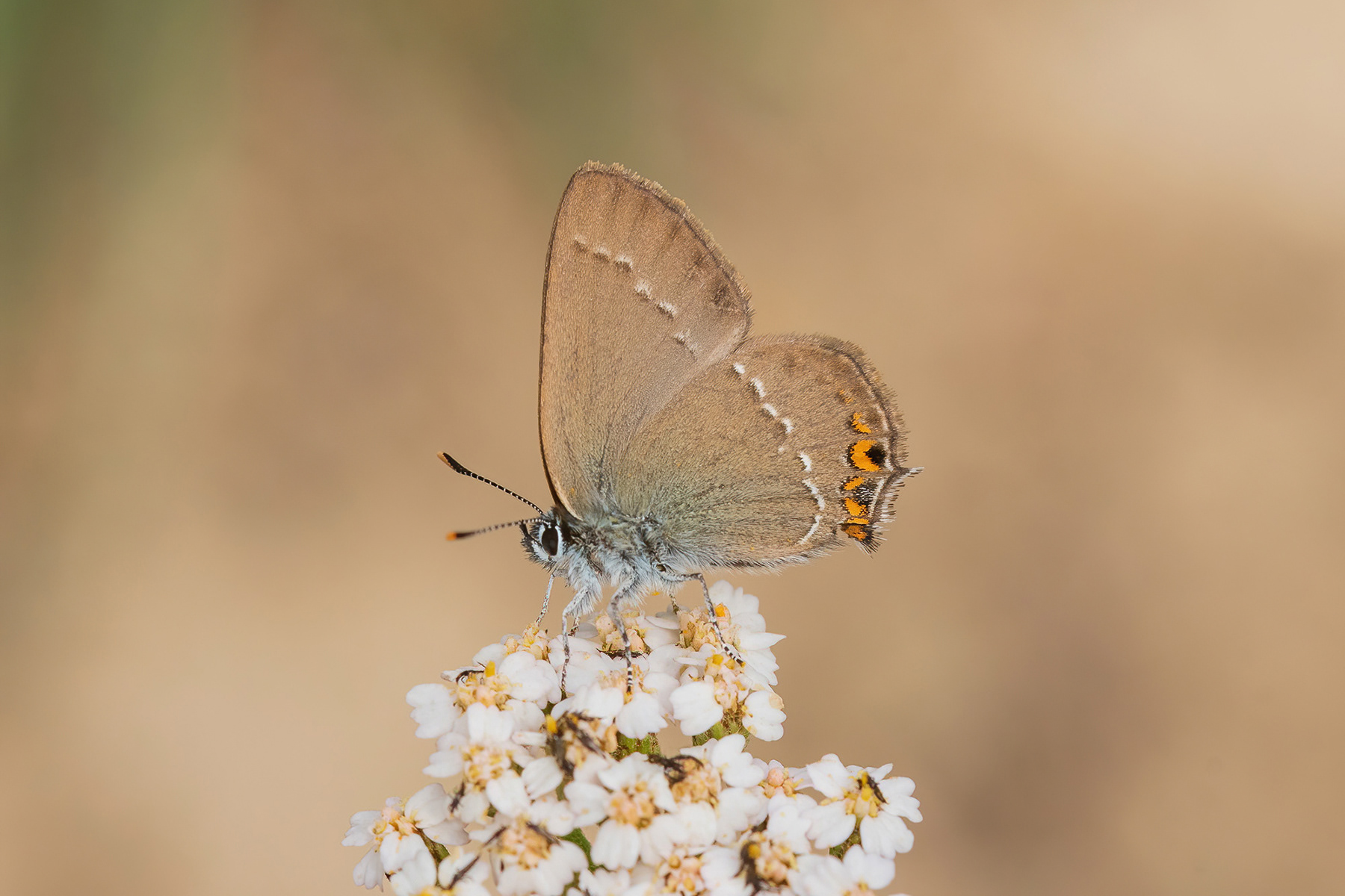 Sloe Hairstreak - France