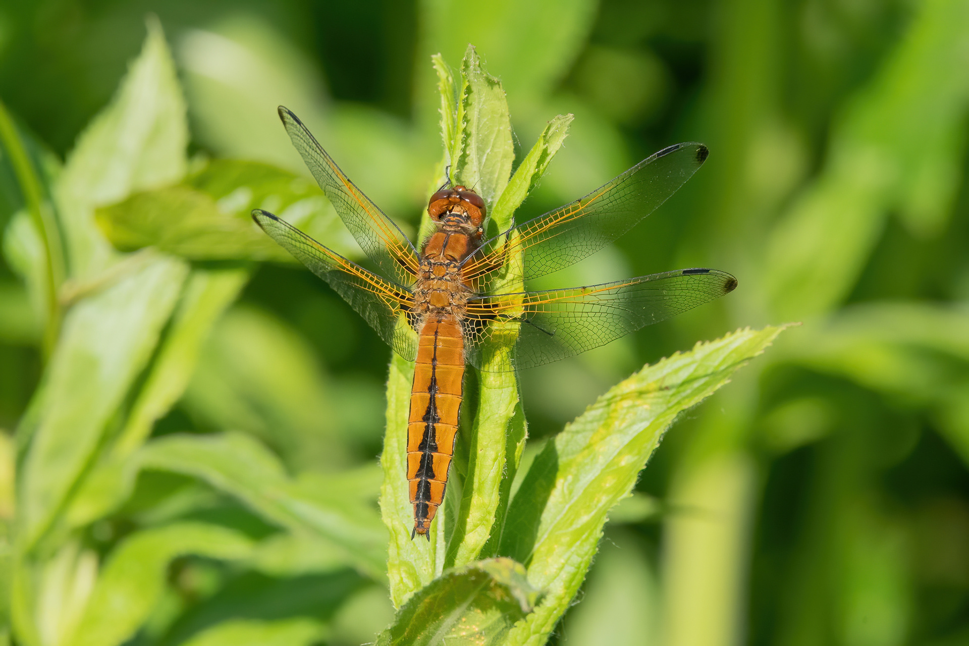 Scarce Chaser (female) - New Hythe
