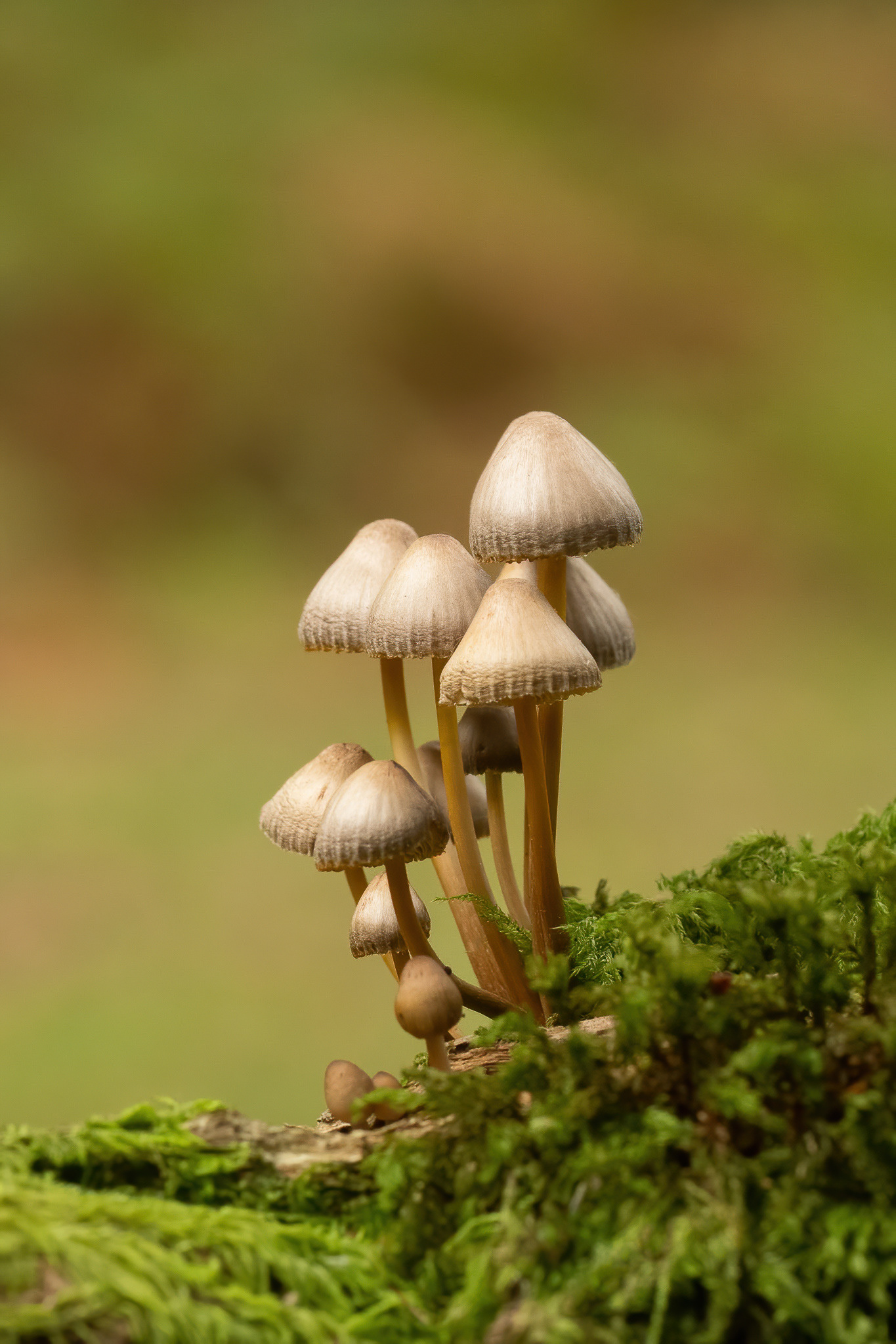Clustered Bonnet - New Forest