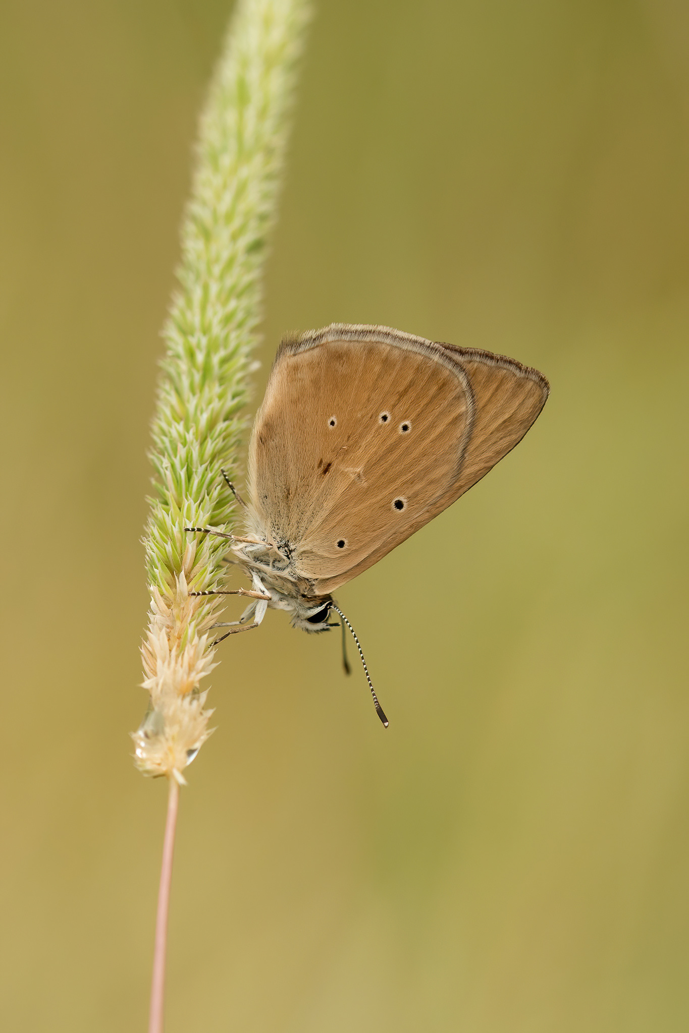 Piedmont Anomalous Blue - Italy