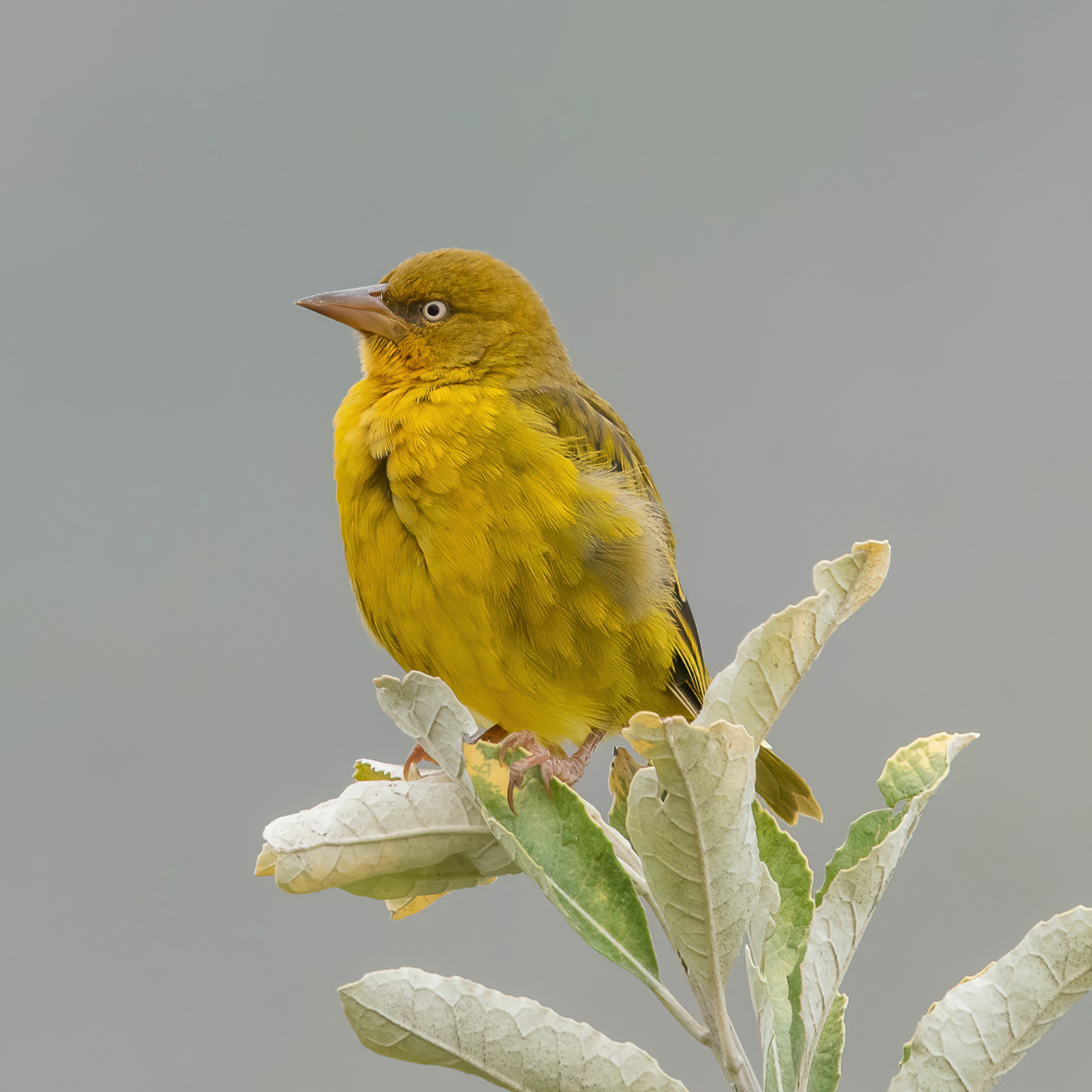 Cape Weaver - Fish Hoek