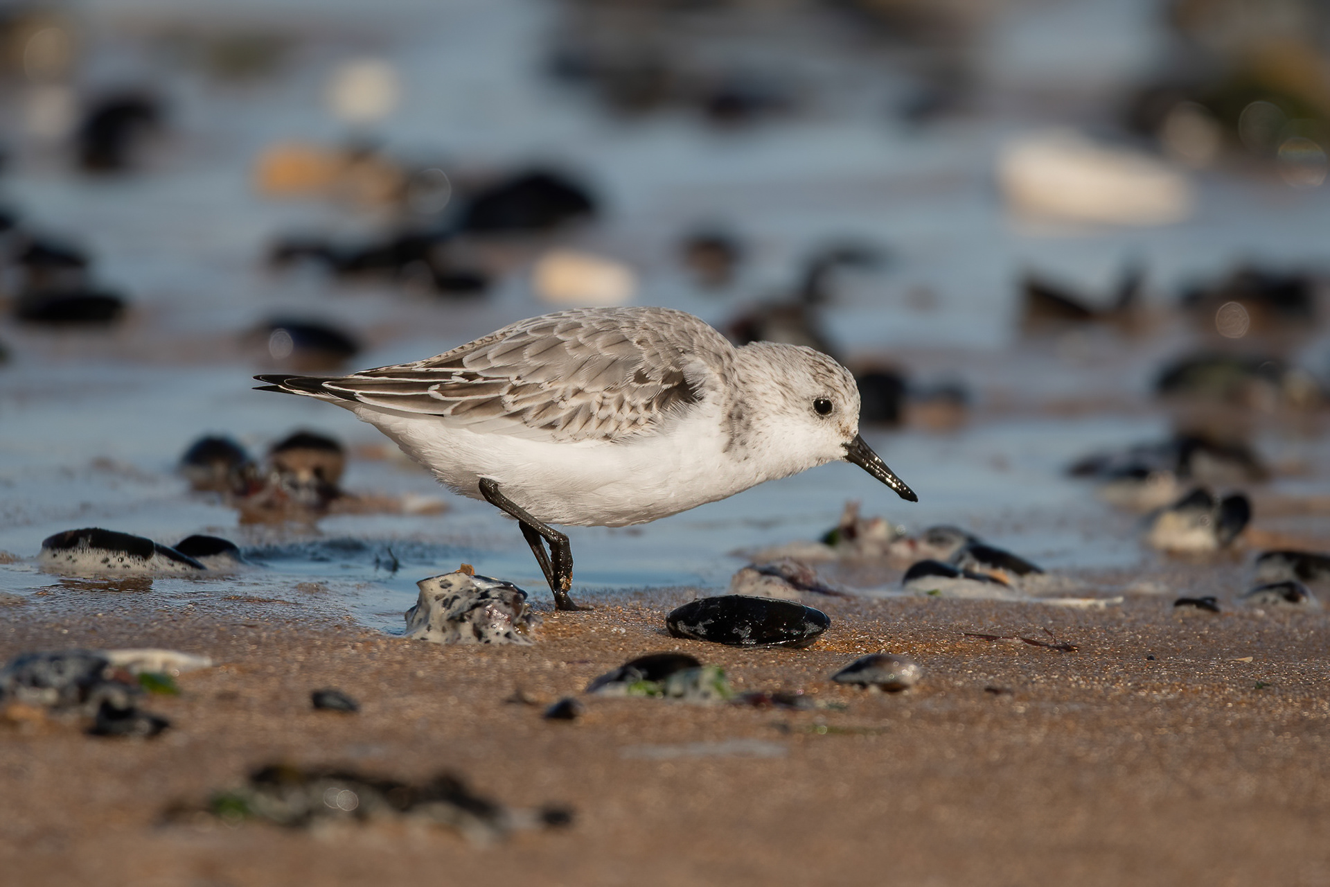 Sanderling - Foreness Point