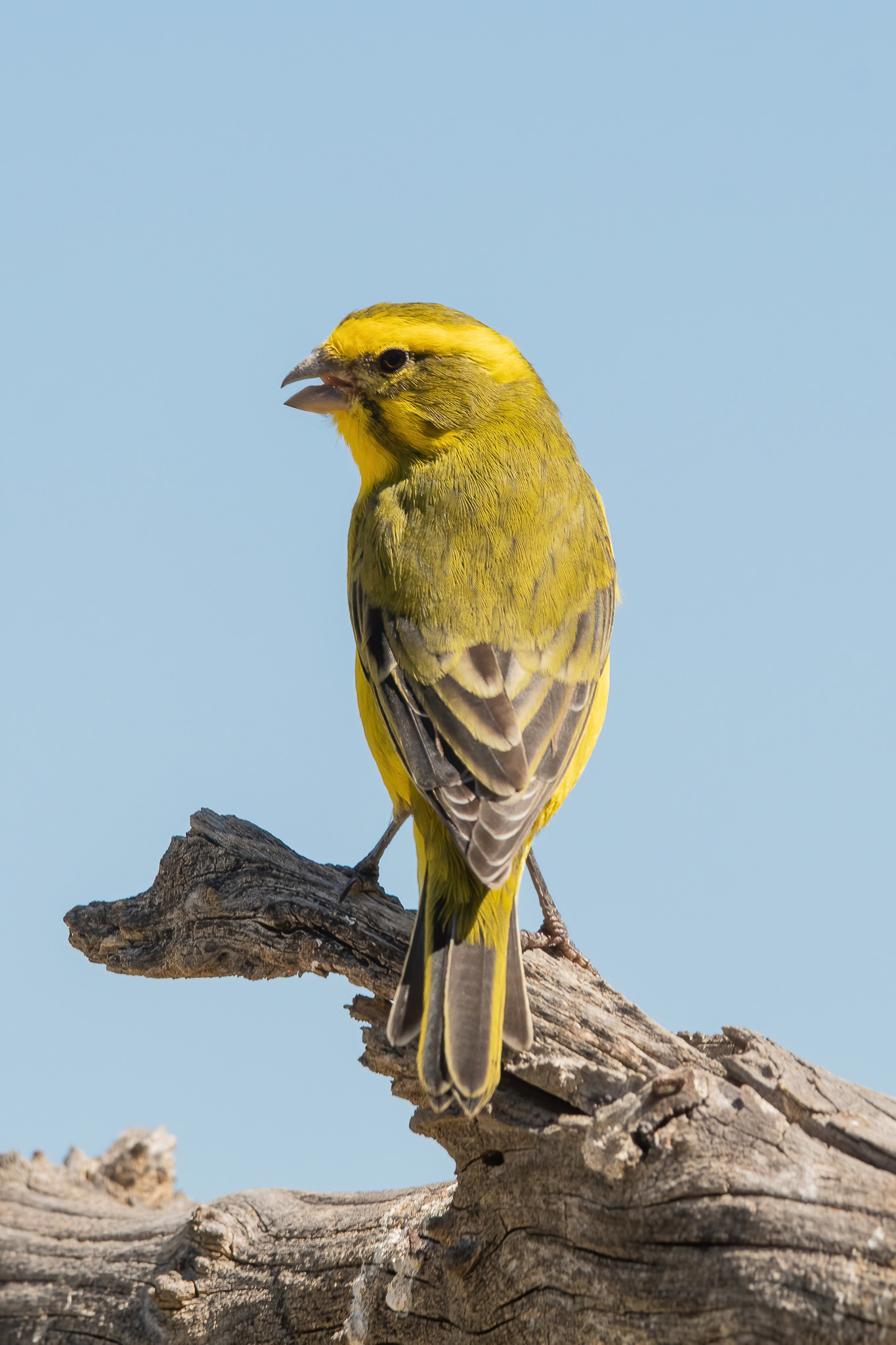 Yellow Canary - Inverdoorn