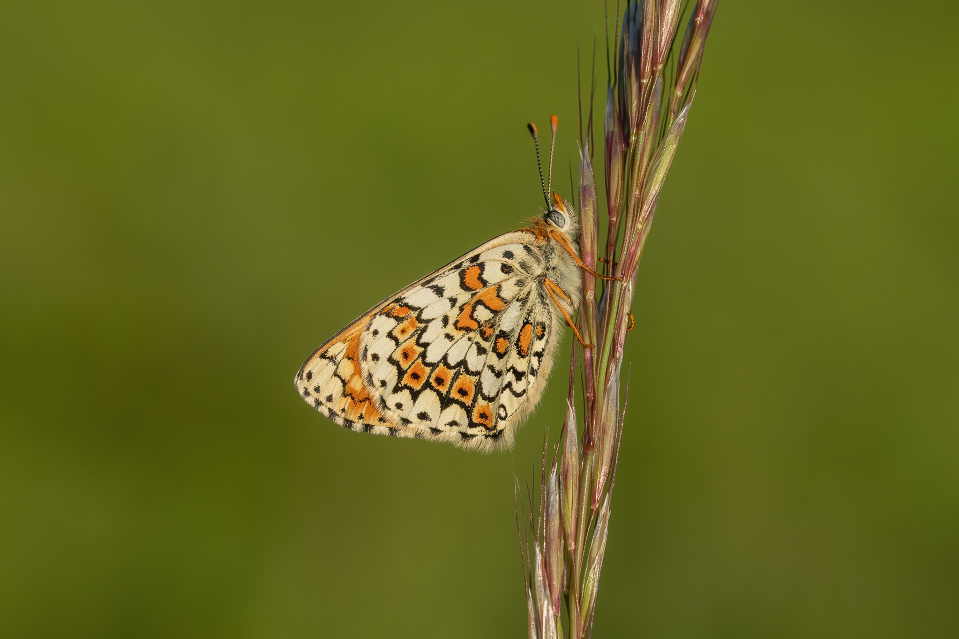 Glanville Fritillary  - Hutchingson's Bank
