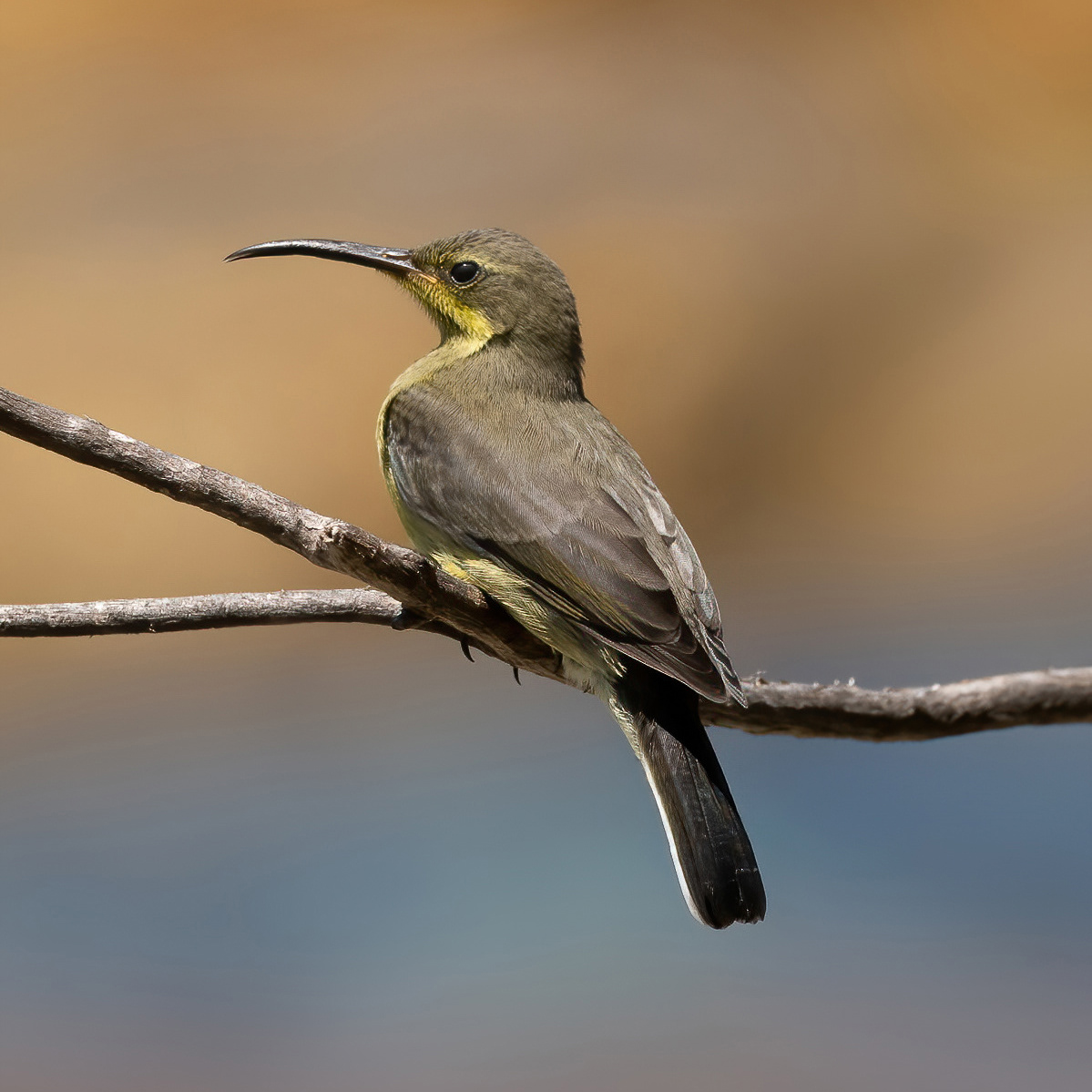 Malachite Sunbird - Windmill Beach