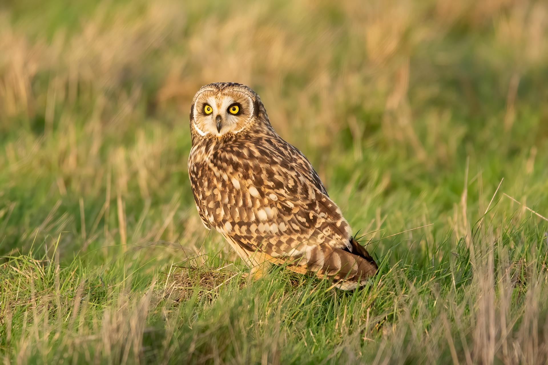 Short-eared Owl - Elmley