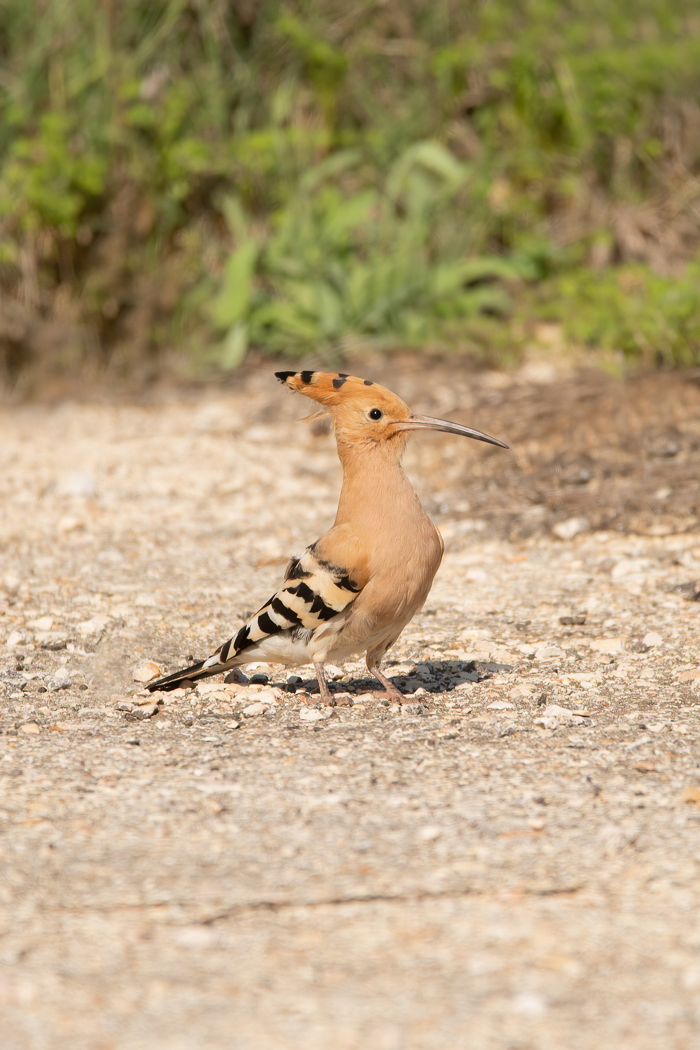Hoopoe - Alvor, Portugal