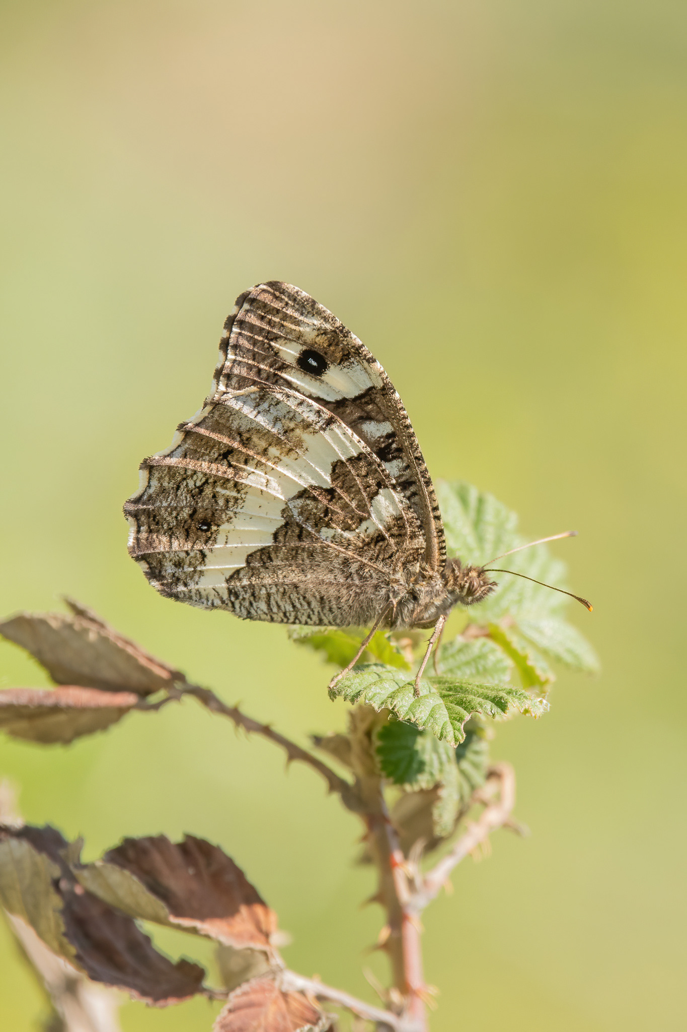 Great-banded Grayling - France