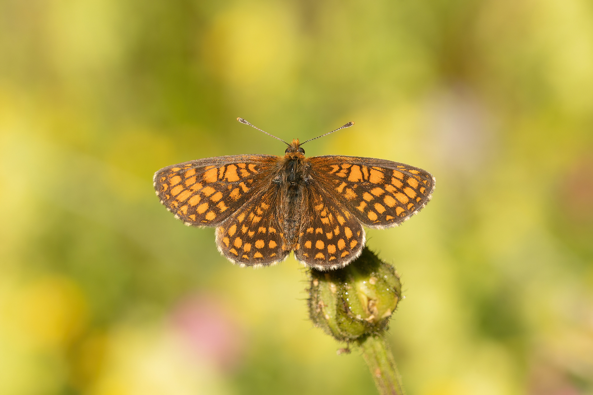 Nickerl's Fritillary - Italy