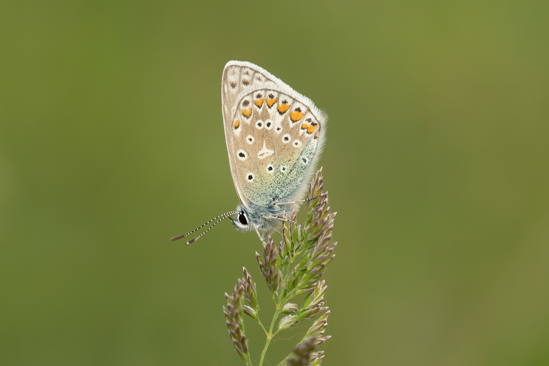 Common Blue - Darland Banks