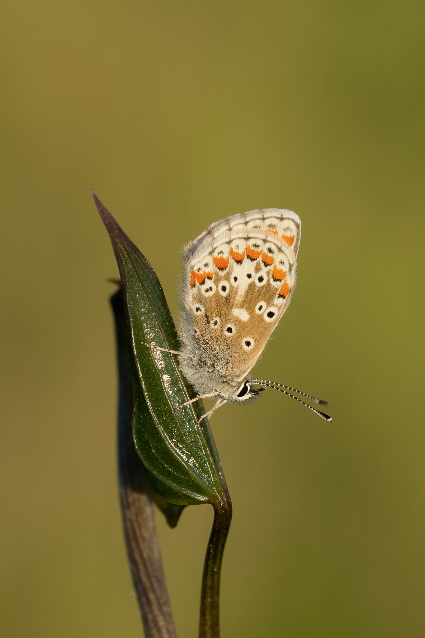 Brown Argus - Ranscombe Farm