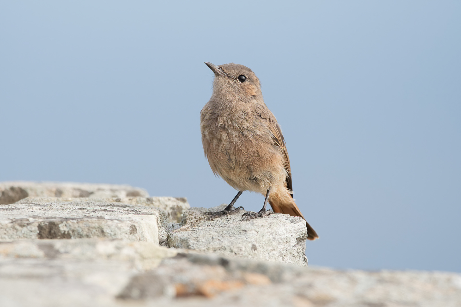 Familiar Chat - Cape Point