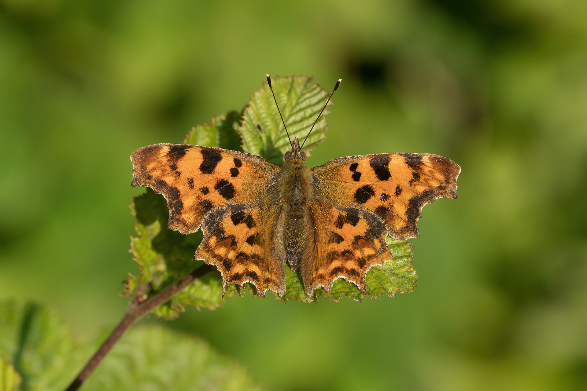 Comma - Bredhurst