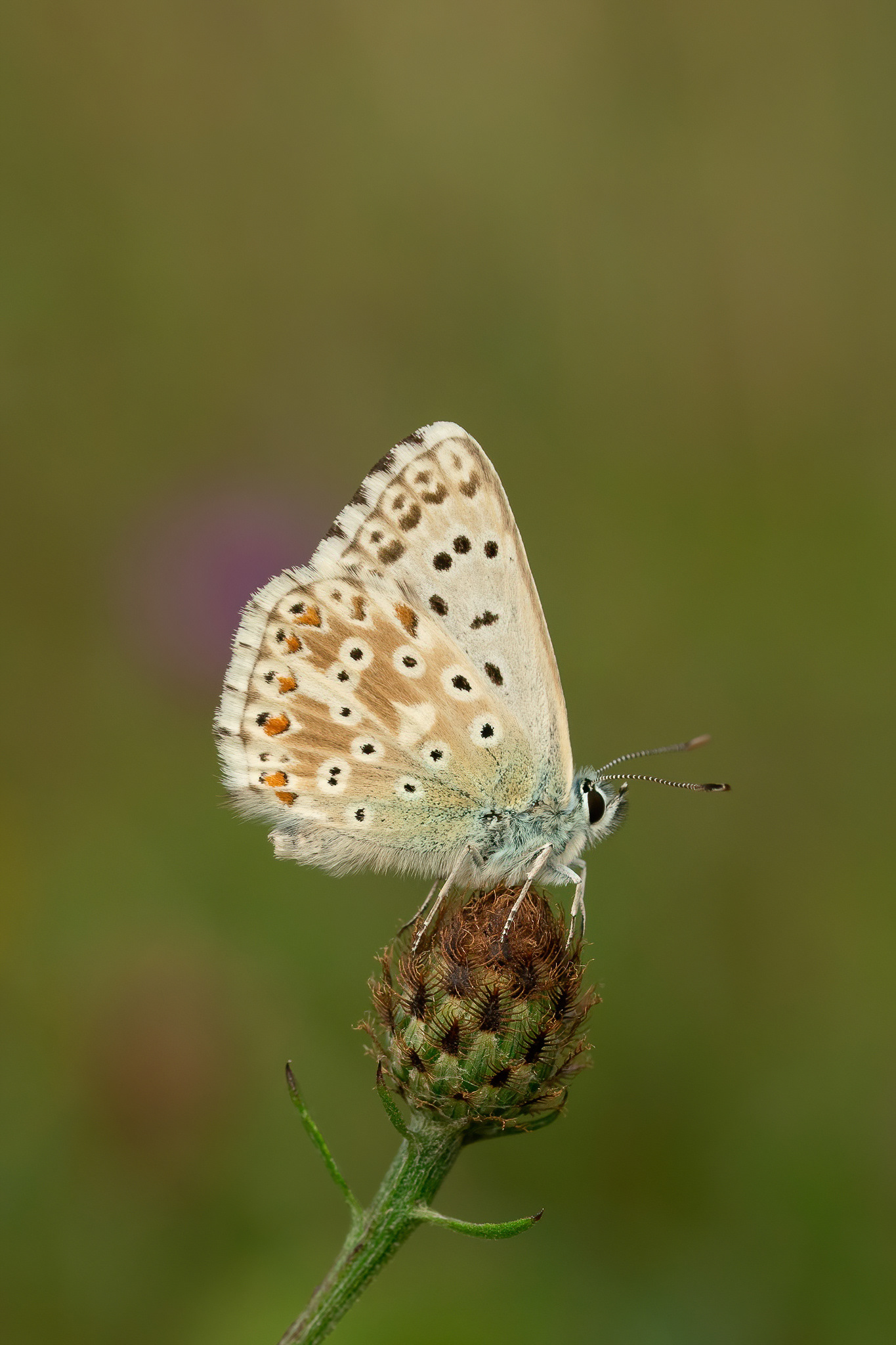 Chalkhill Blue - Fackenden Down