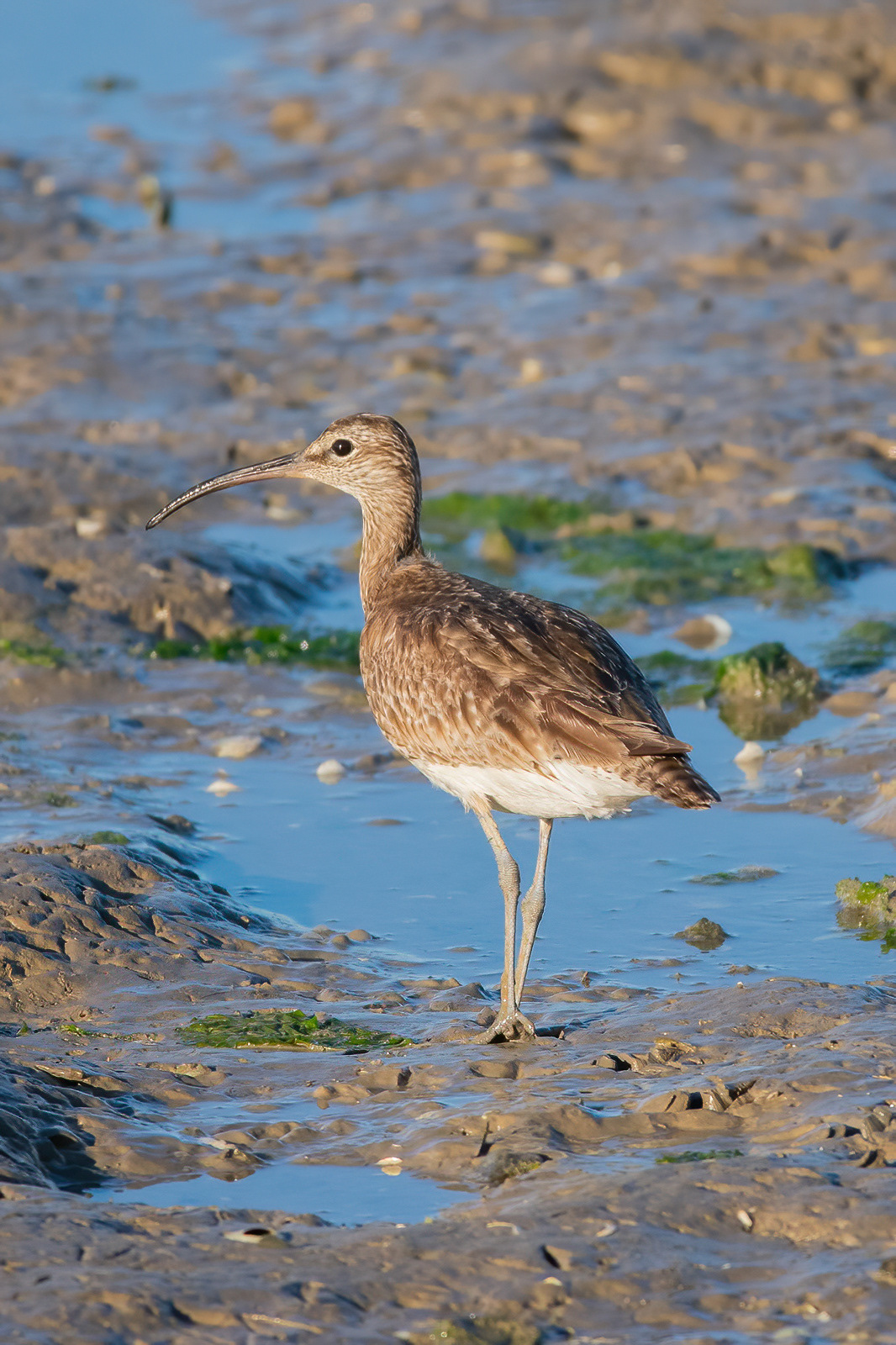Wimbrel - Oare Marshes