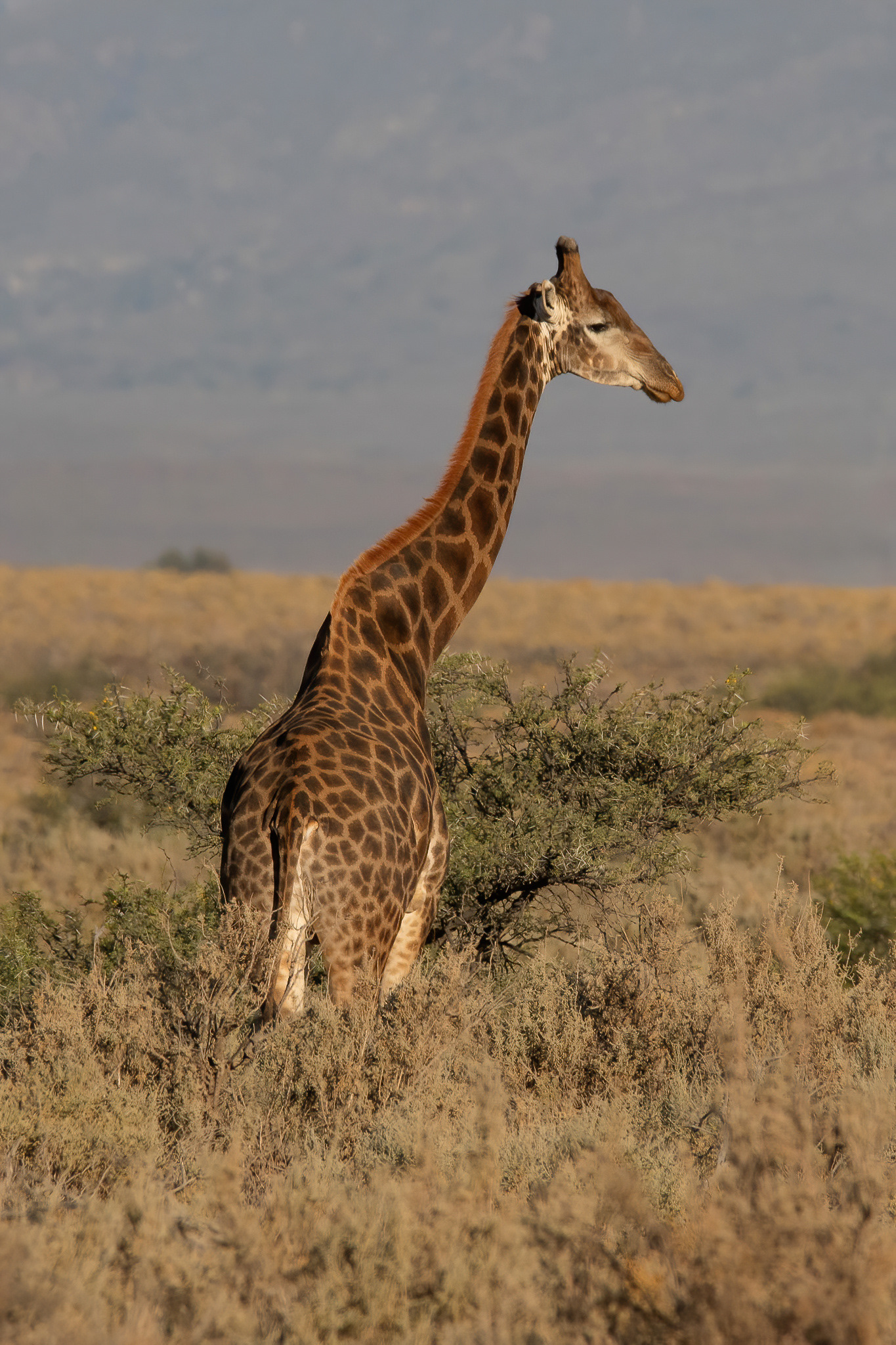 Giraffe - Inverdoorn