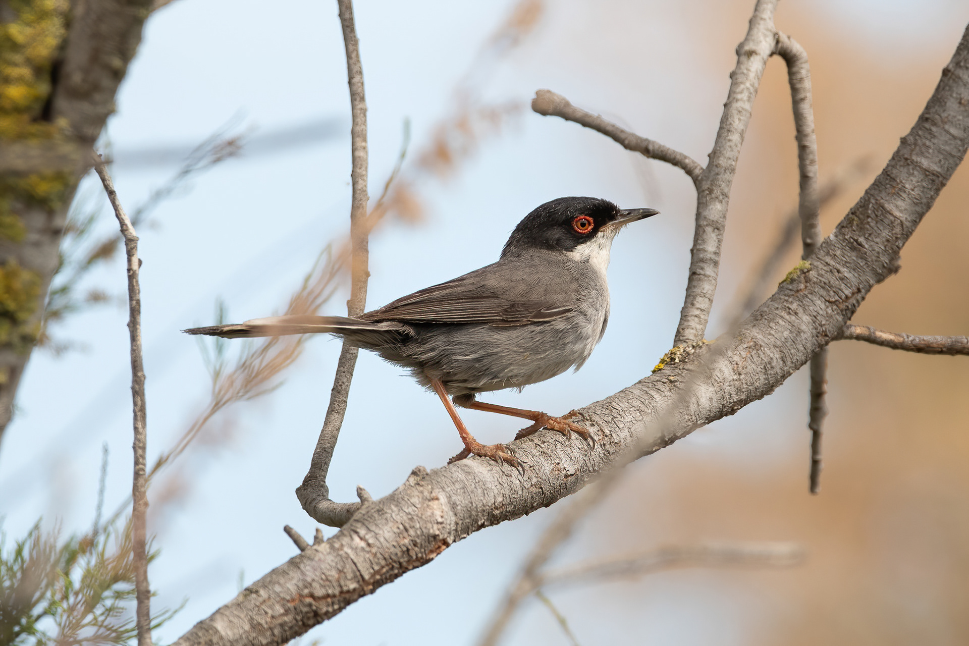 Sardinian Warbler - Camargue, France